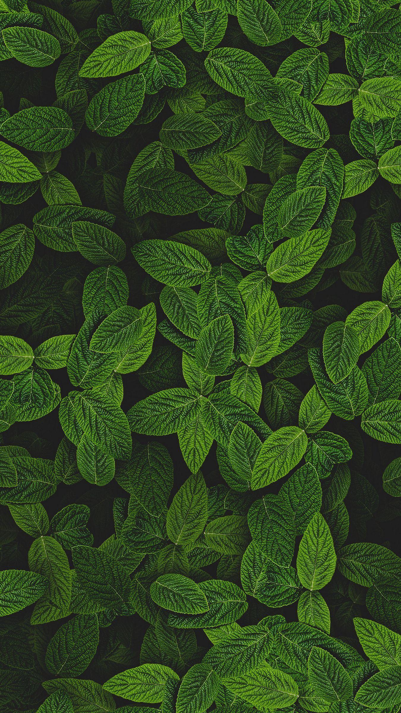 Wallpaper For Linux Mint