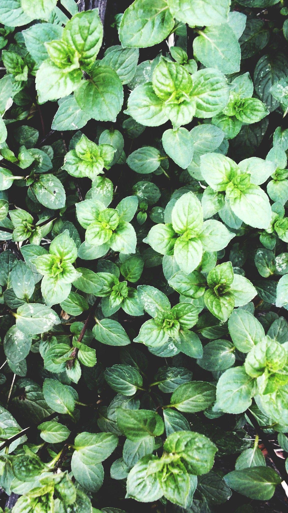 1152x2048 Chocolate Mint. phone wallpaper #plant #plants #leaves #phone #wallpaper # background. Trees to plant, Plants, Cute wallpaper