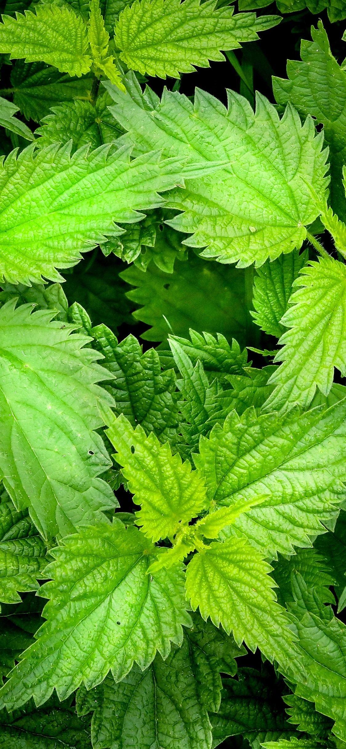 Mint Leaves Wallpapers Top Free Mint Leaves Backgrounds WallpaperAccess