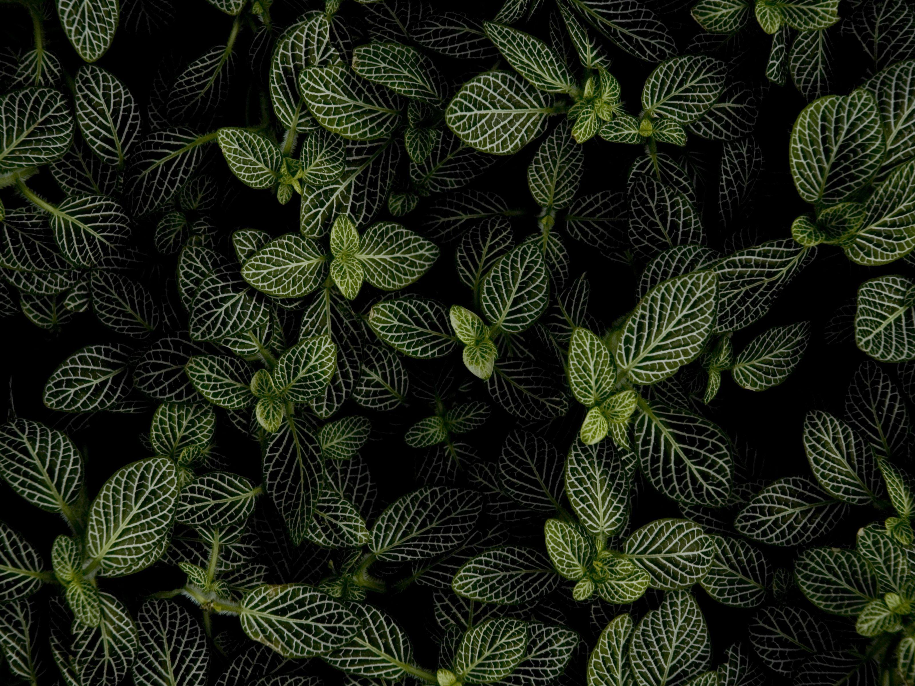 Mint Leaves Wallpapers Top Free Mint Leaves Backgrounds WallpaperAccess