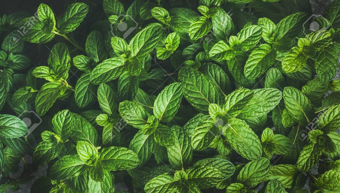 1300x1194 Mint Wallpaper