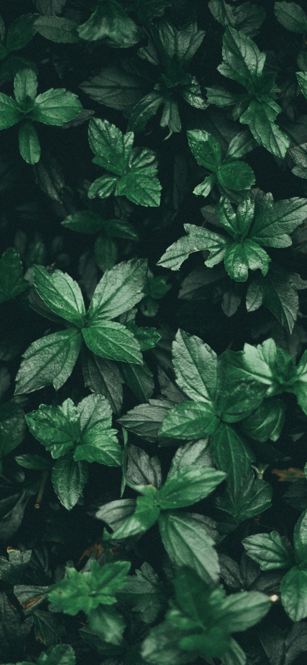 1000x2165 iphone x wallpaper mint green Search. Tree wallpaper iphone, Leaves wallpaper iphone, Aesthetic wallpaper