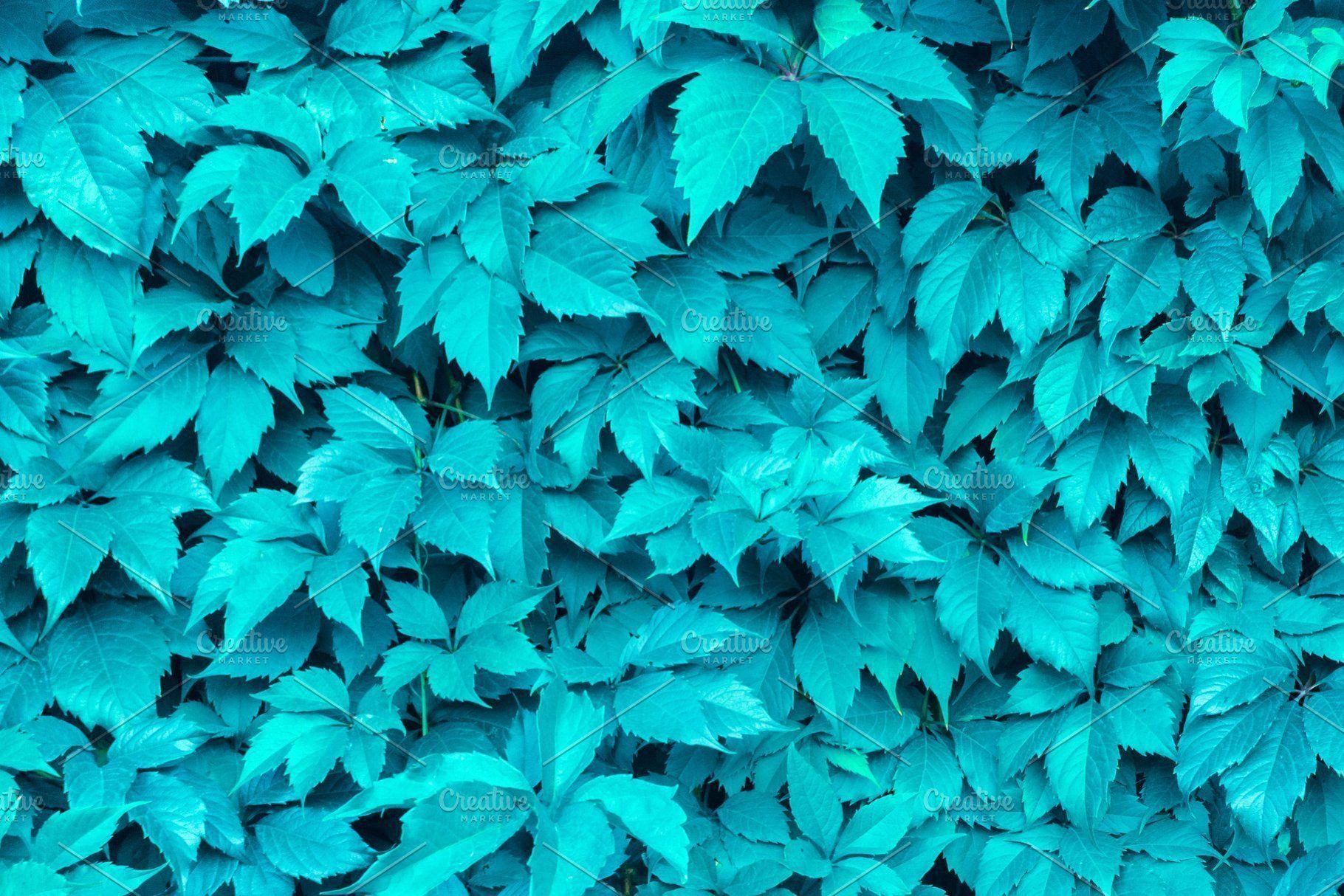 Mint Leaves Wallpapers - Top Free Mint Leaves Backgrounds - WallpaperAccess