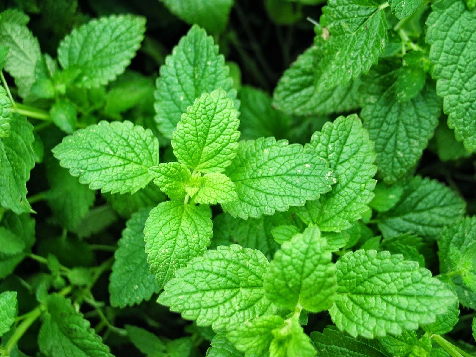 1600x1200 Spearmint Wallpaper. Spearmint Wallpaper, Wallpaper Spearmint Eucalyptus and Spearmint Background
