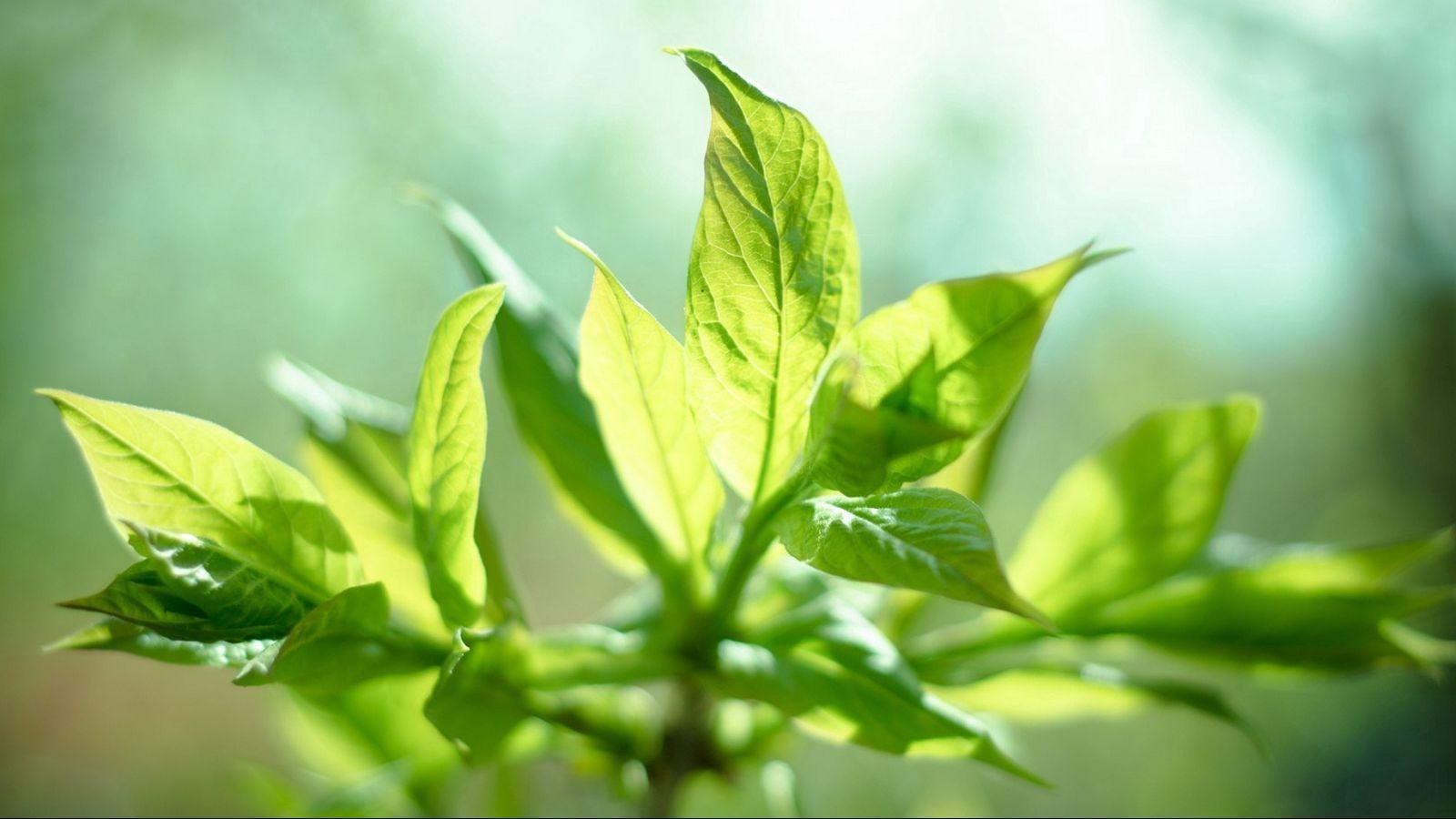 1600x900 Download wallpaper 1600x900 sun, leaves, mint, plant widescreen 16:9 HD background
