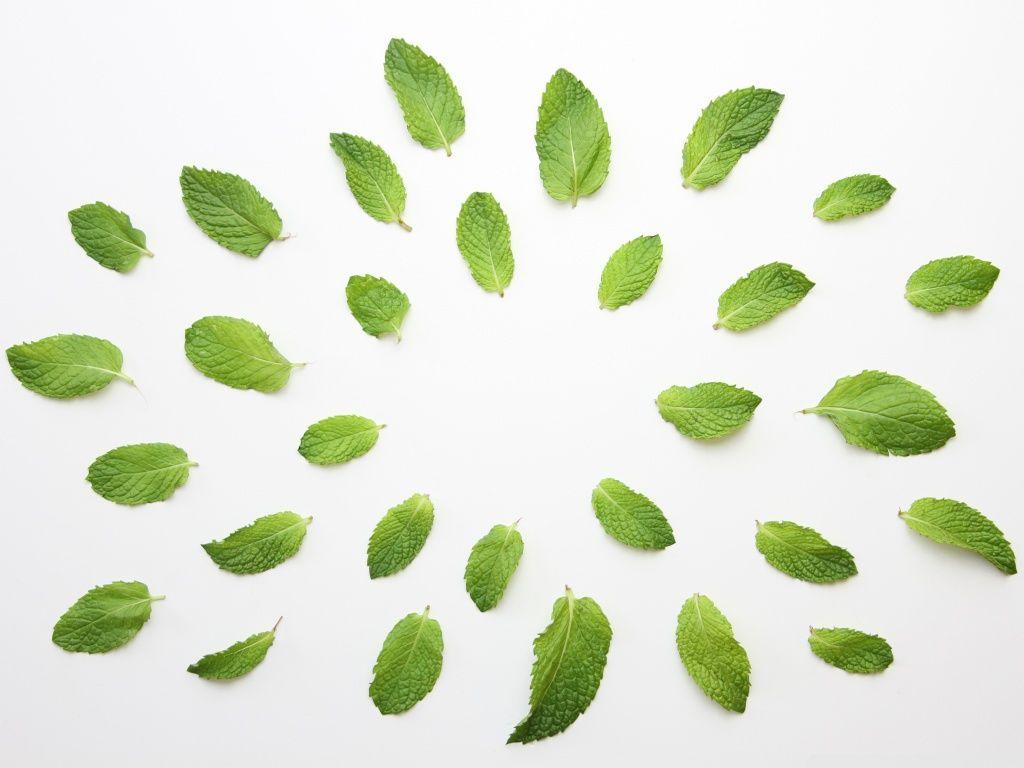 1024x768 Fresh Green Mint Leaves Ultra HD Desktop Background Wallpaper for 4K UHD TV : Widescreen & UltraWide Desktop & Laptop : Tablet
