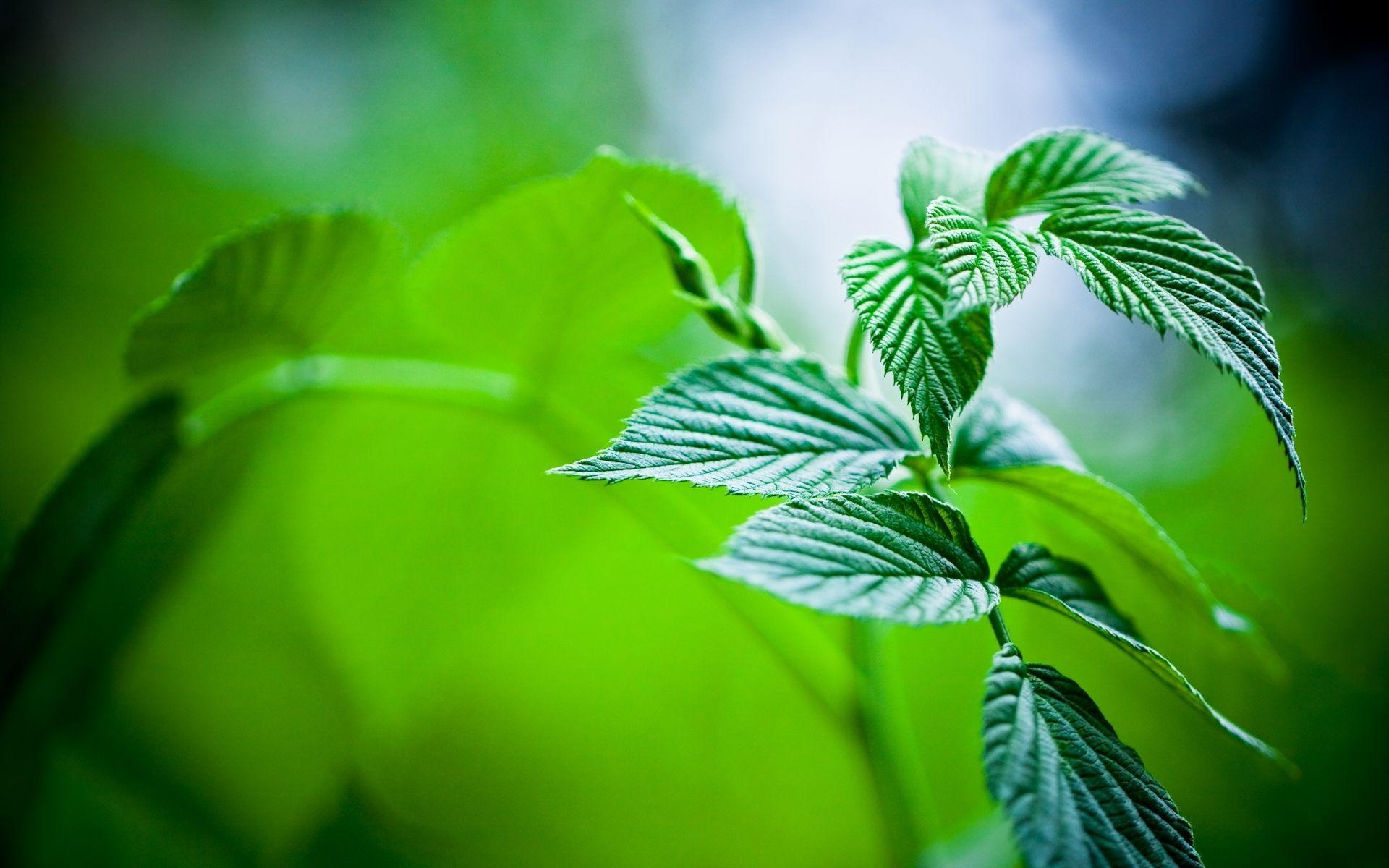 Mint Leaves Wallpapers Top Free Mint Leaves Backgrounds WallpaperAccess