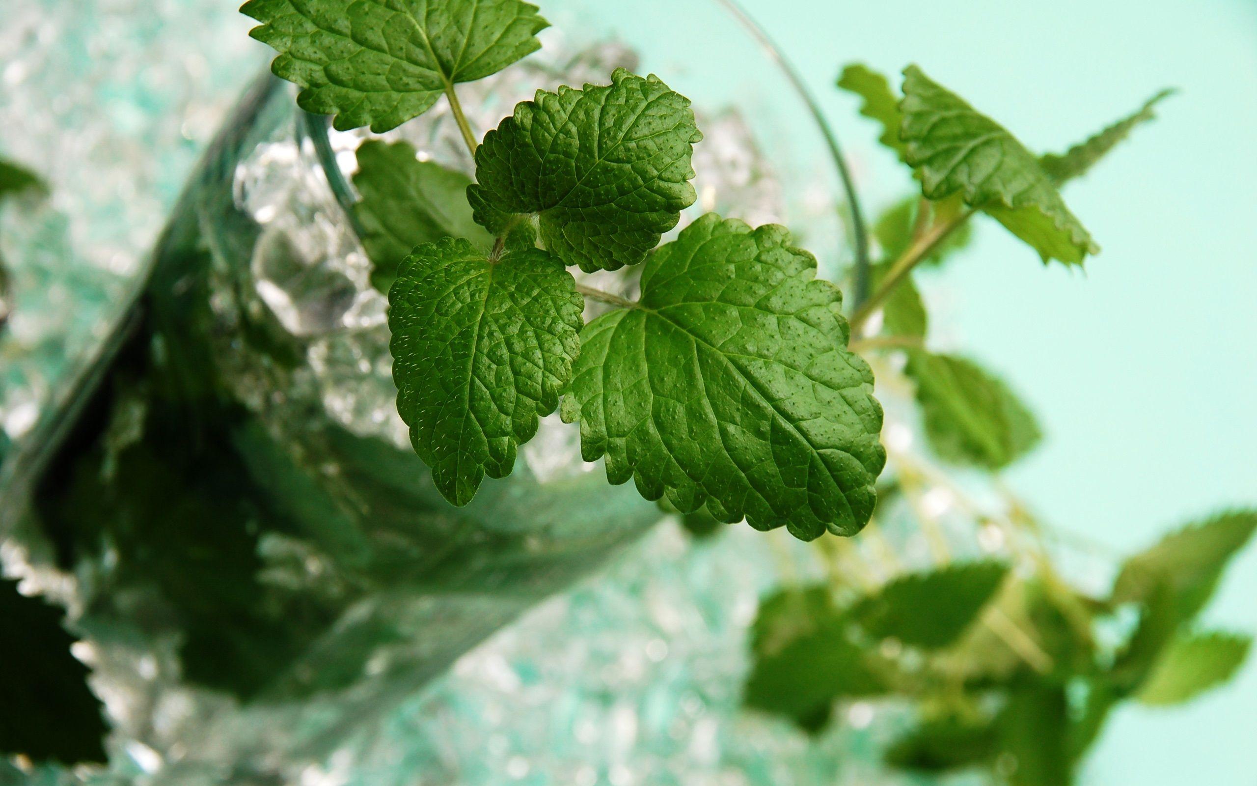Mint Leaves Wallpapers Top Free Mint Leaves Backgrounds WallpaperAccess