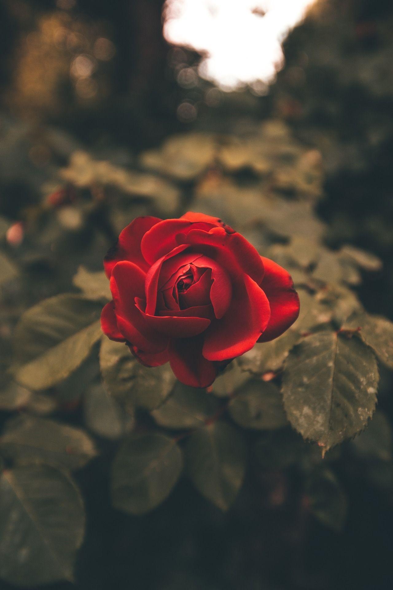 Red Rose Phone Wallpapers - Top Free Red Rose Phone Backgrounds ...