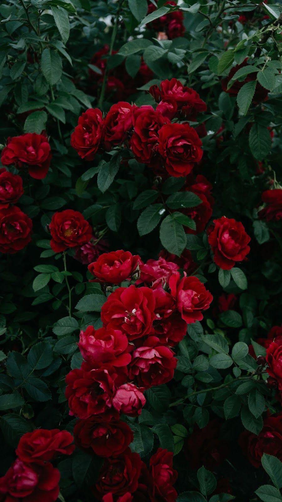 900x1600 Màu đỏ hồng thẩm mỹ # giấy dán tường #iphone #android # nền #followme.  Hình nền điện thoại hoa, Hoa hồng thẩm mỹ, Hình nền hoa hồng đỏ