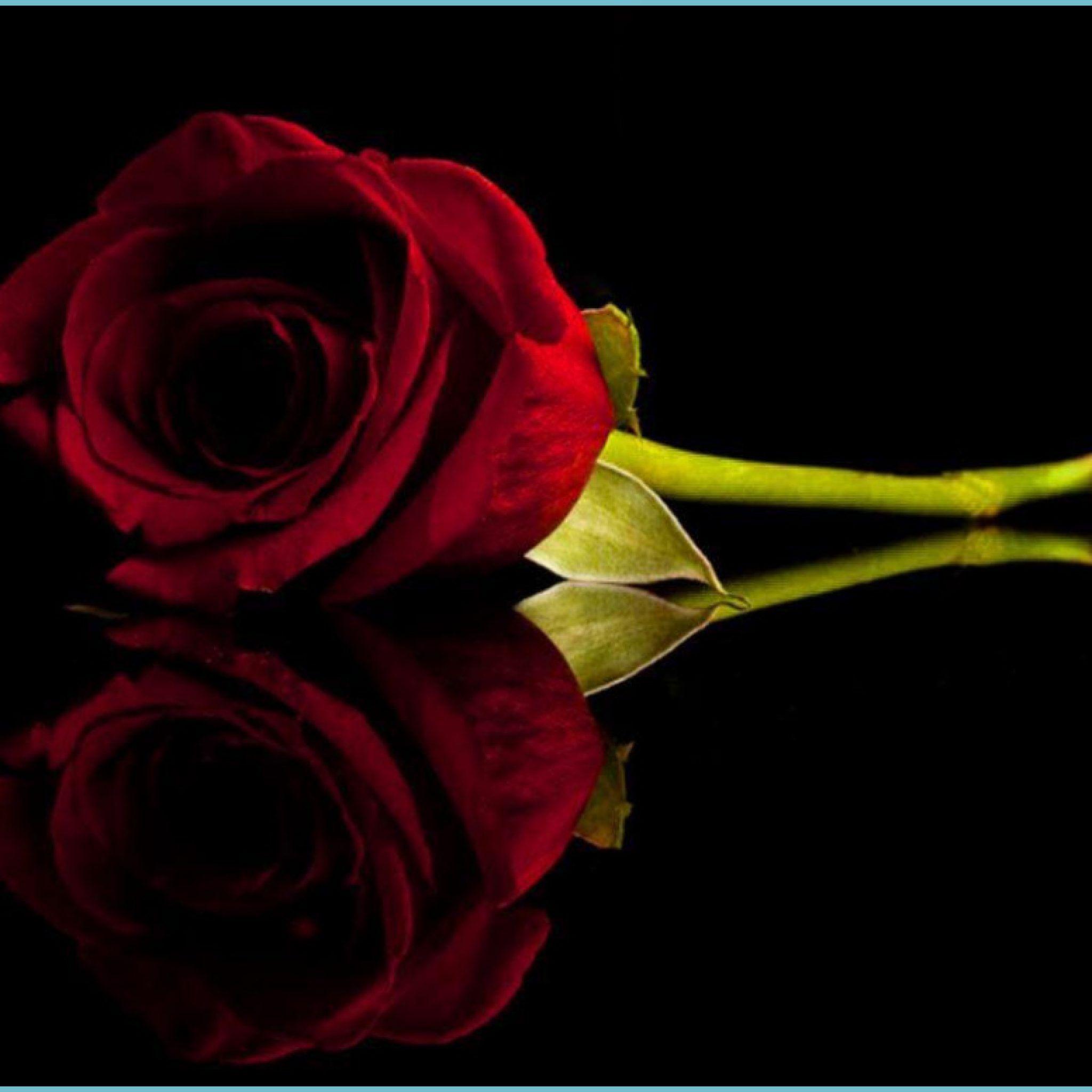 Red Rose Phone Wallpapers - Top Free Red Rose Phone Backgrounds ...