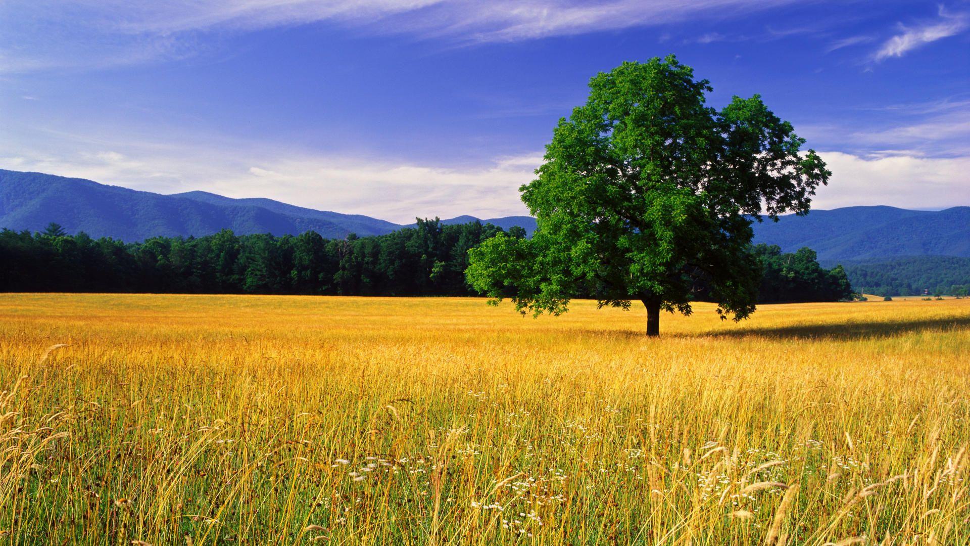 1920x1080 Free download nature landscape beautiful photo best desktop landscape HD wallpaper [1920x1080] for your Desktop, Mobile & Tablet. Explore Landscape Wallpaper for Desktop. Free Desktop Wallpaper Nature, Beautiful Desktop
