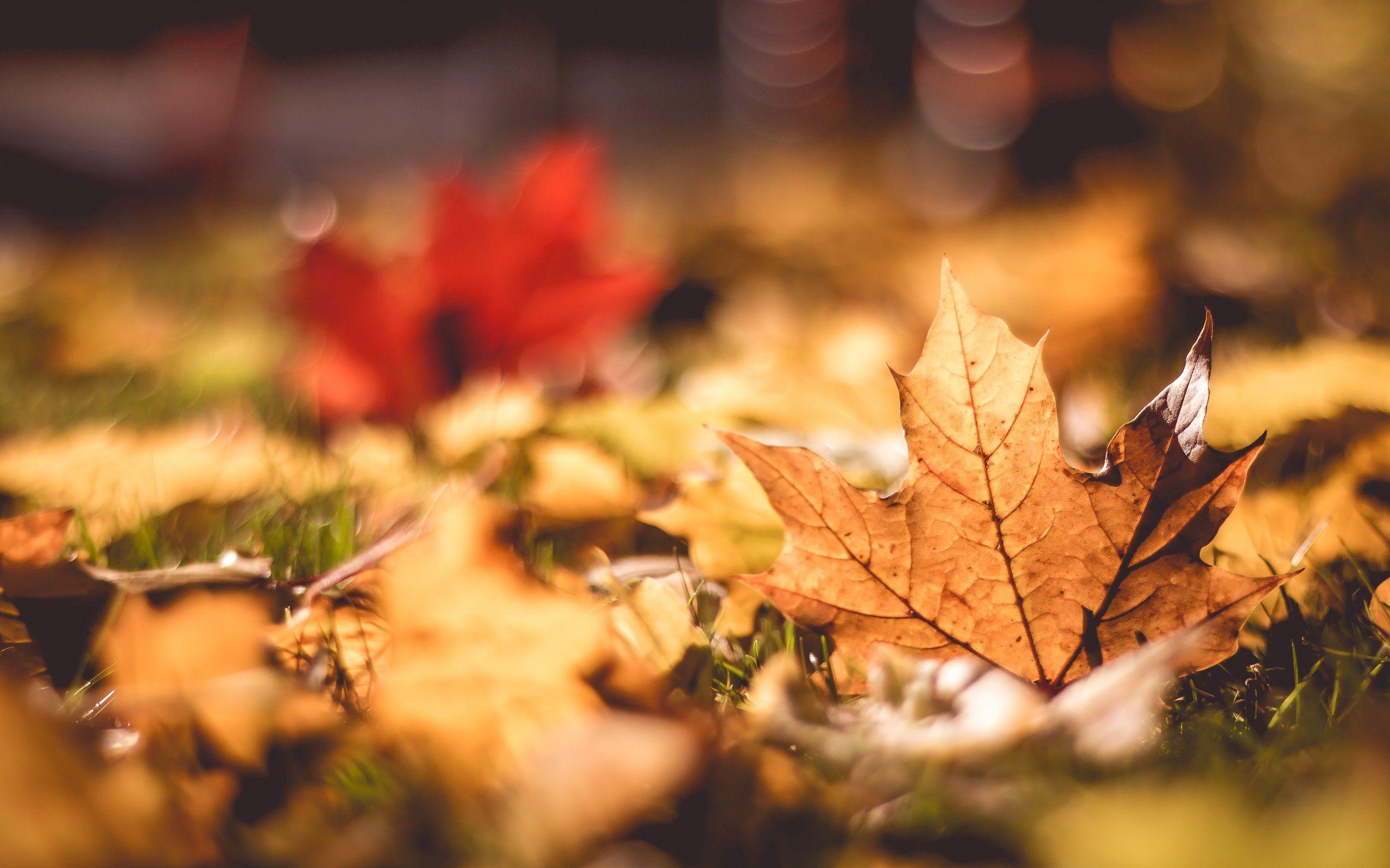 2560x1600 ⚓ T10220 Improve the default selection of photographic wallpaper