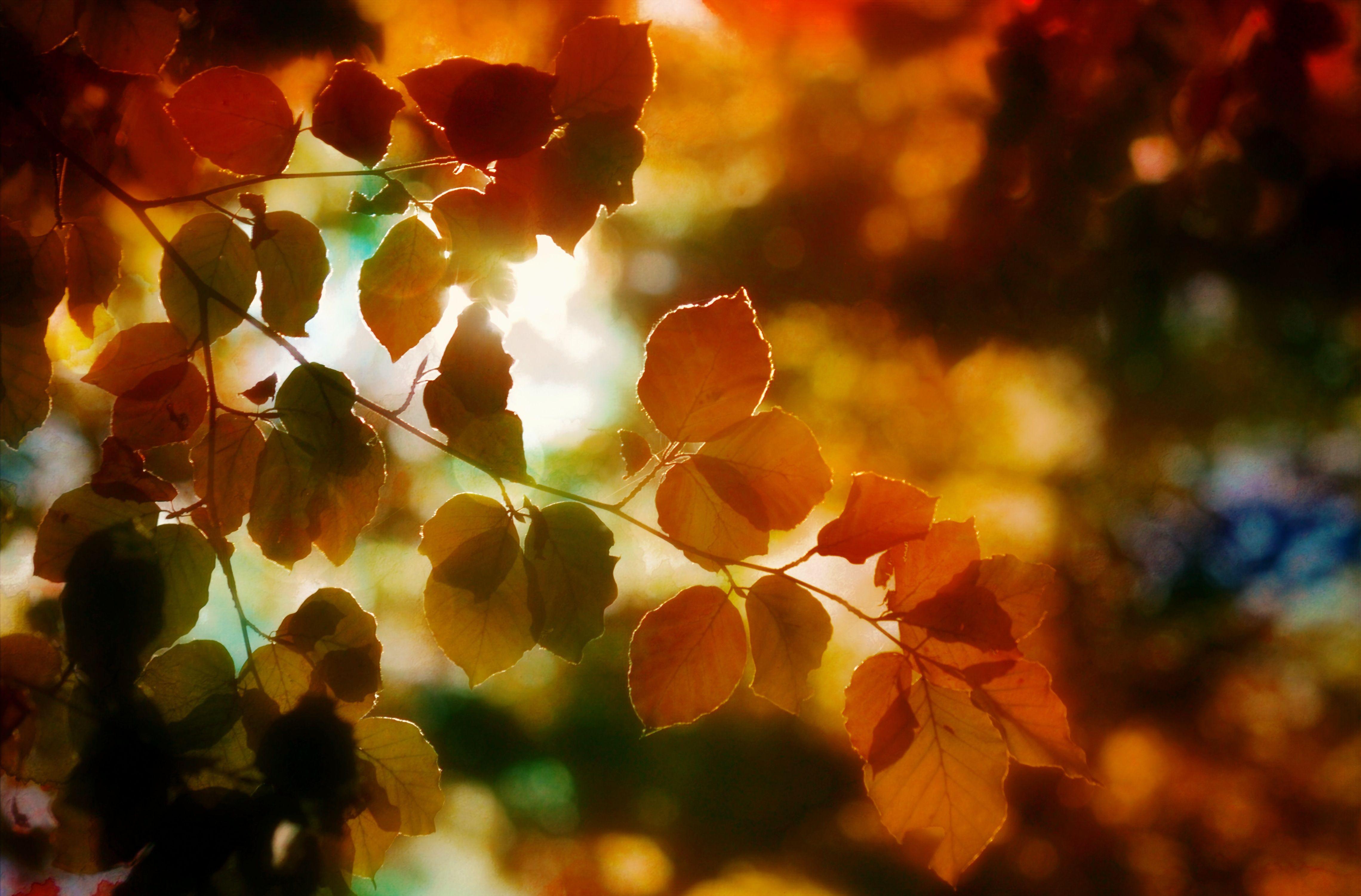 4559x3004 Autumn Lights Wallpaper
