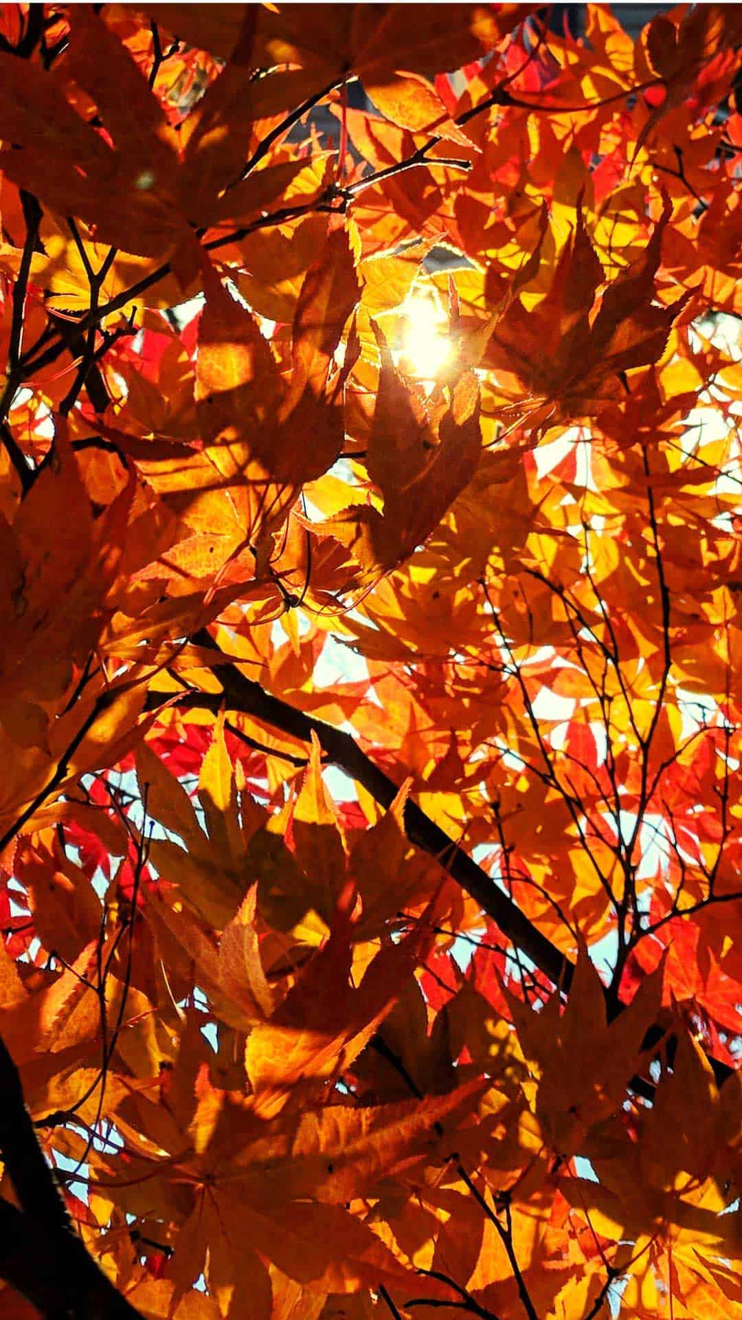 1080x1920 Free Autumn Wallpaper and Fall Background for Your Phone!