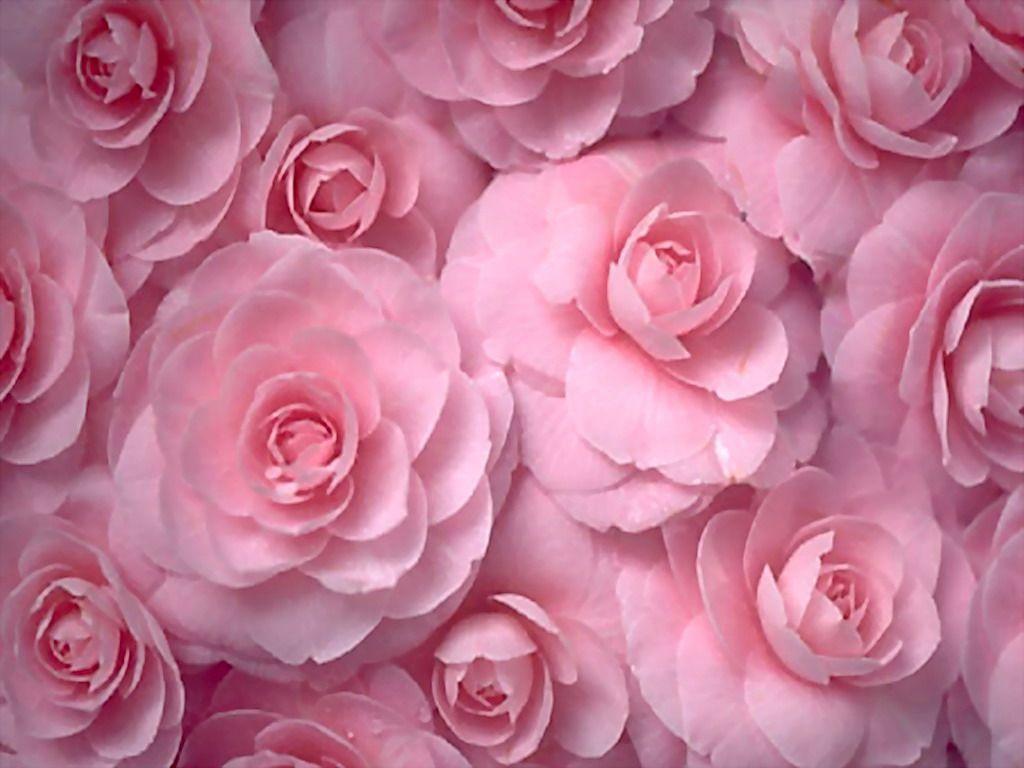 Pastel Pink Flower Desktop Wallpapers - Top Free Pastel Pink Flower