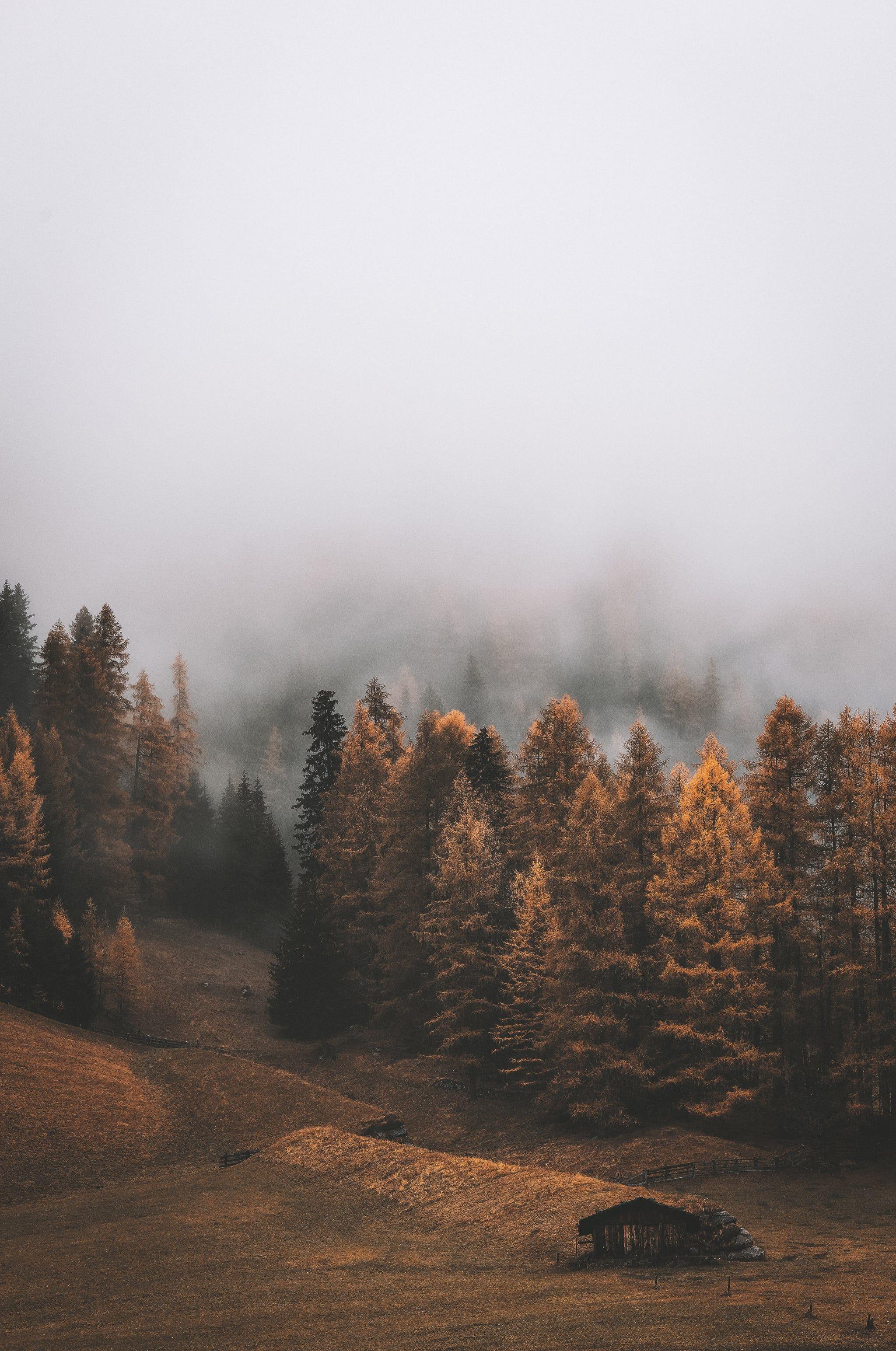 2048x3089 Best IOS 14 Fall Wallpaper For Your Home Screen Aesthetic