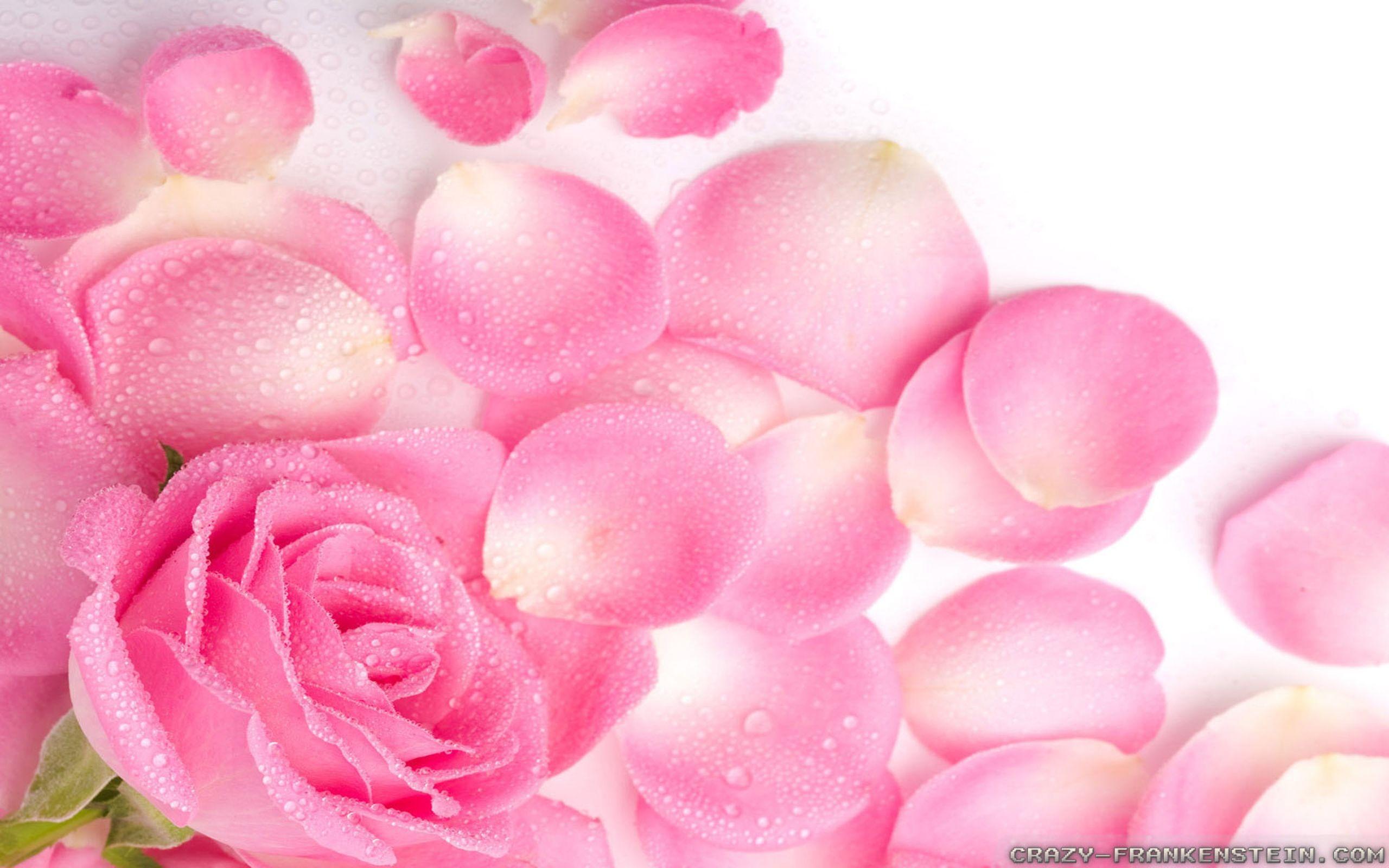 2560x1600 Petal Background. Petal Pusher Wallpaper, Petal Background and Mod Petal Wallpaper