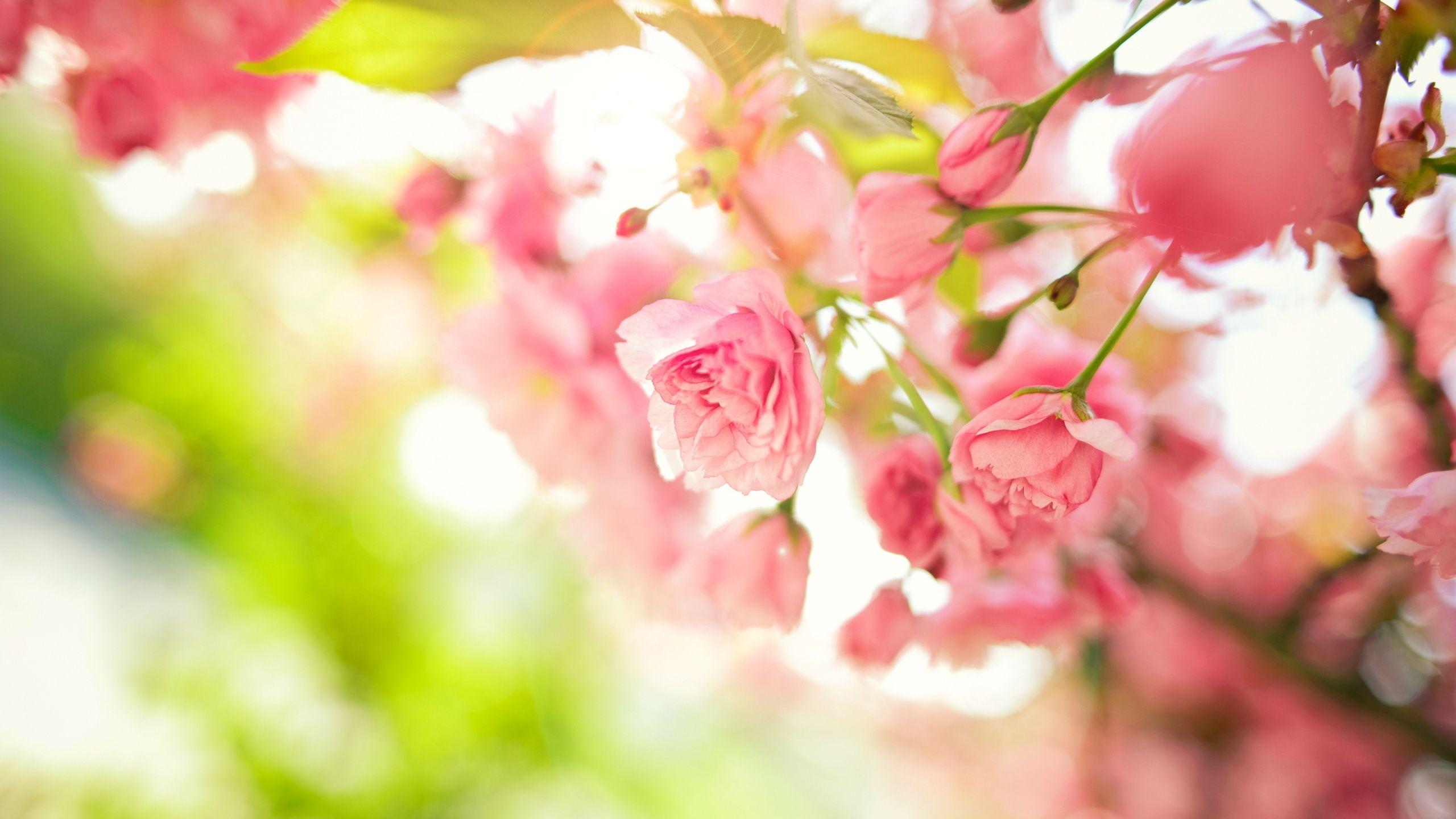 2560x1440 Pink Flowers Wallpaper HD