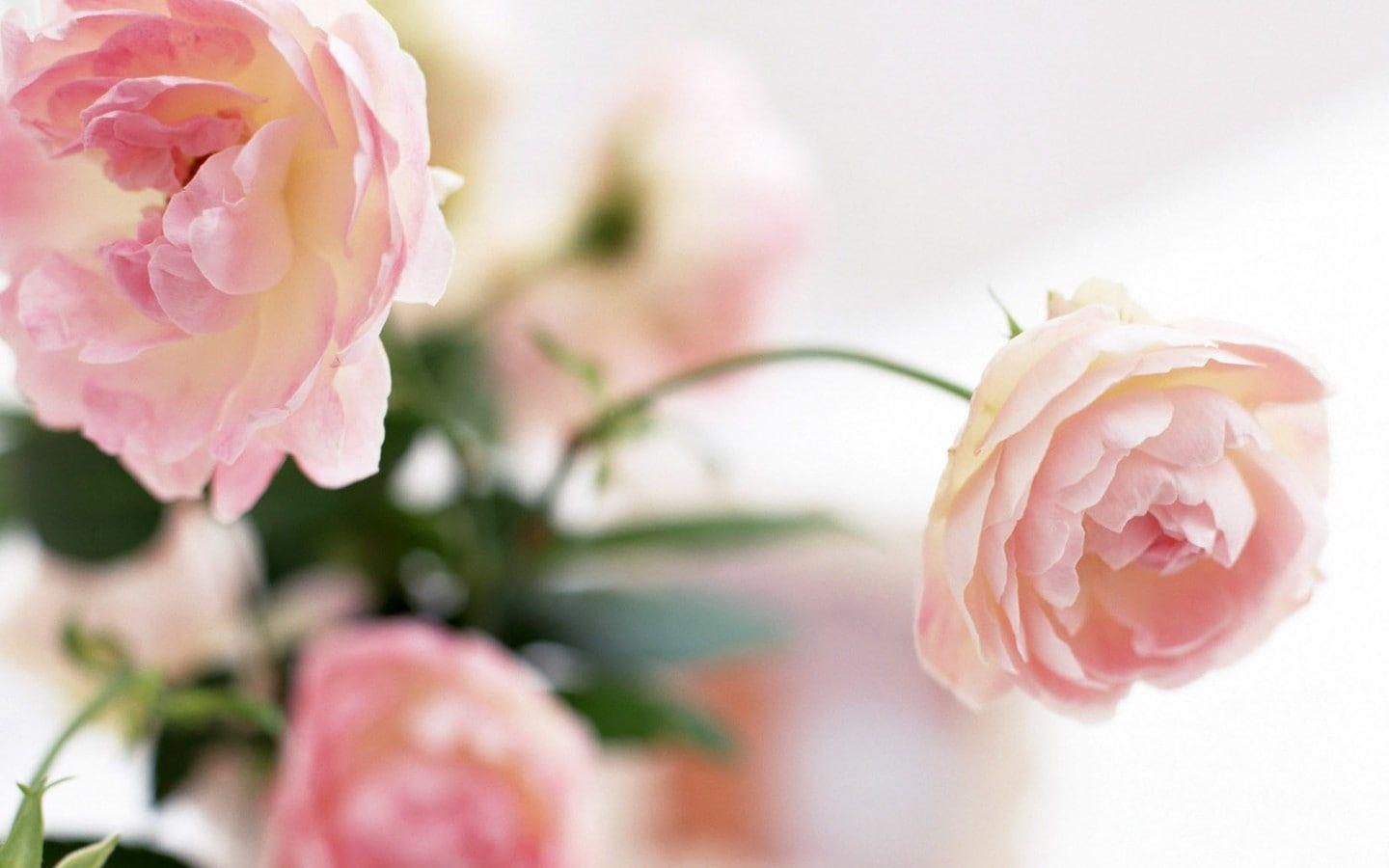 1440x900 Pastel Wallpaper • Flowers nature Peony wallpaper Delight Nature Flowers HD Art, PINK, pastel • Wallpaper For You The Best Wallpaper For Desktop & Mobile
