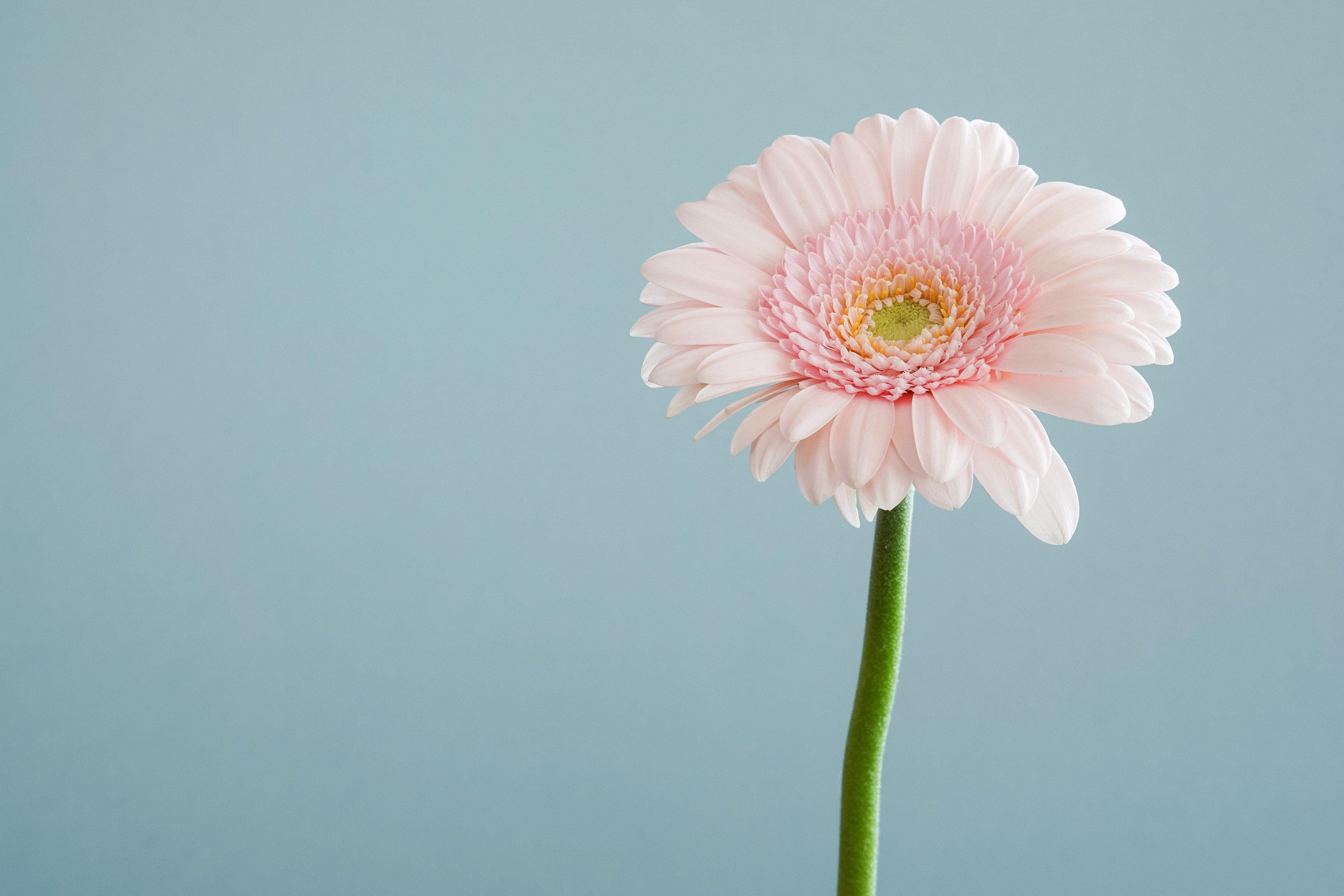 3840x2560 Wallpaper / close up of a pastel pink gerbera flower, pink gerbera up close 4k wallpaper