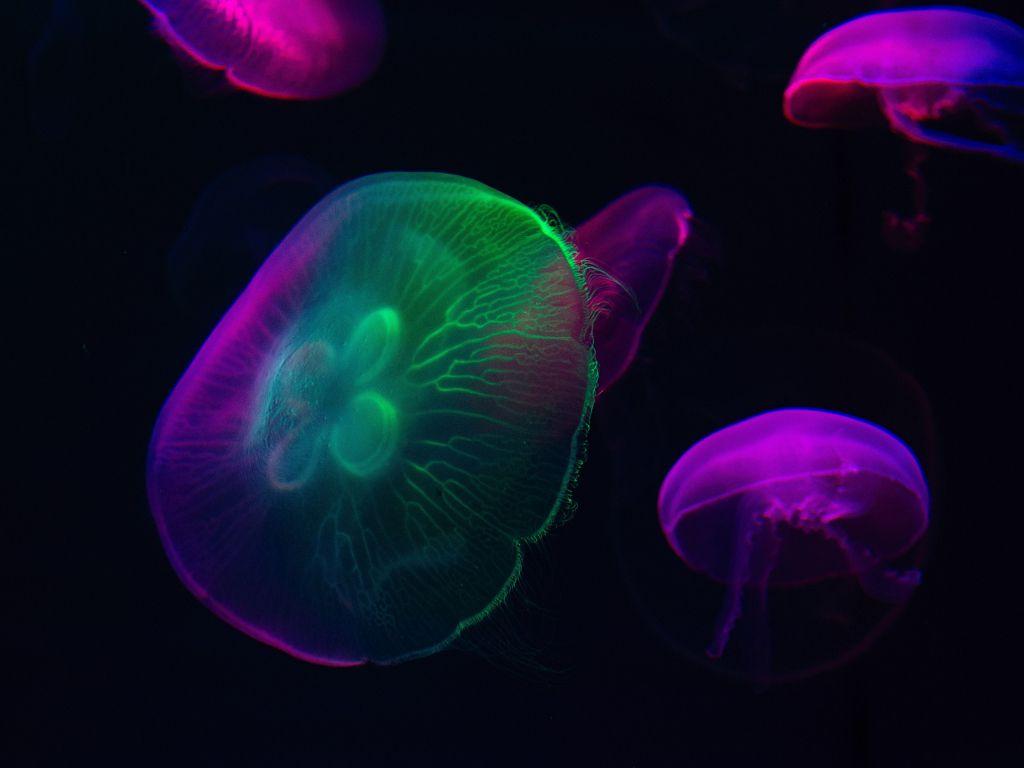 1024x768 Download 1024x768 wallpaper neon glow, colorful, jellyfish, 1024x768 standard 4: fullscreen, 1024x768 HD image, background, 23628