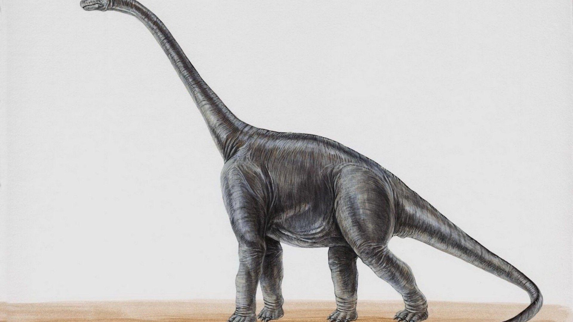 Brachiosaurus Wallpapers - Top Free Brachiosaurus Backgrounds ...