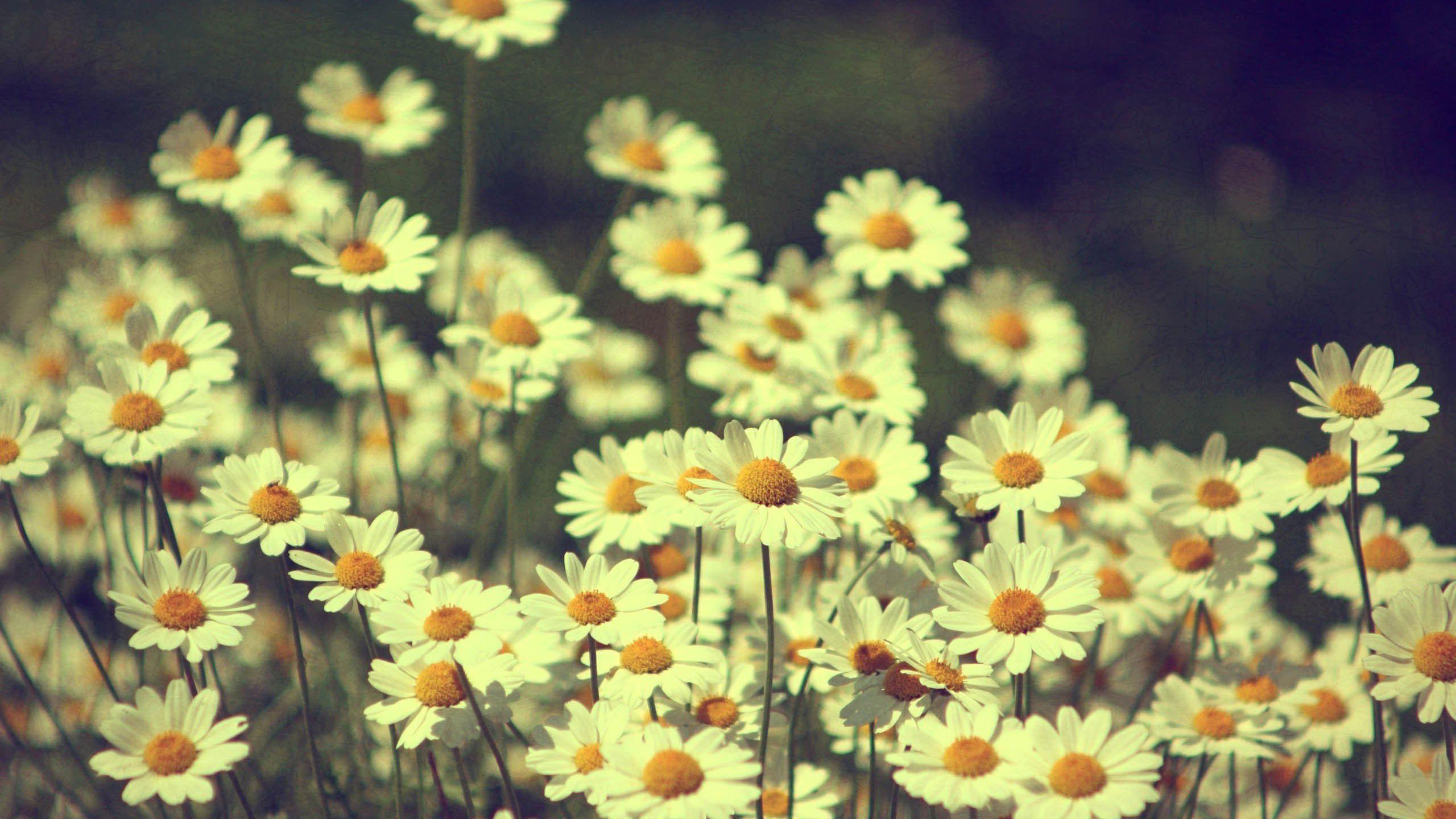 2560x1440 Vintage Flowers Wallpaper Image Photo Picture Background