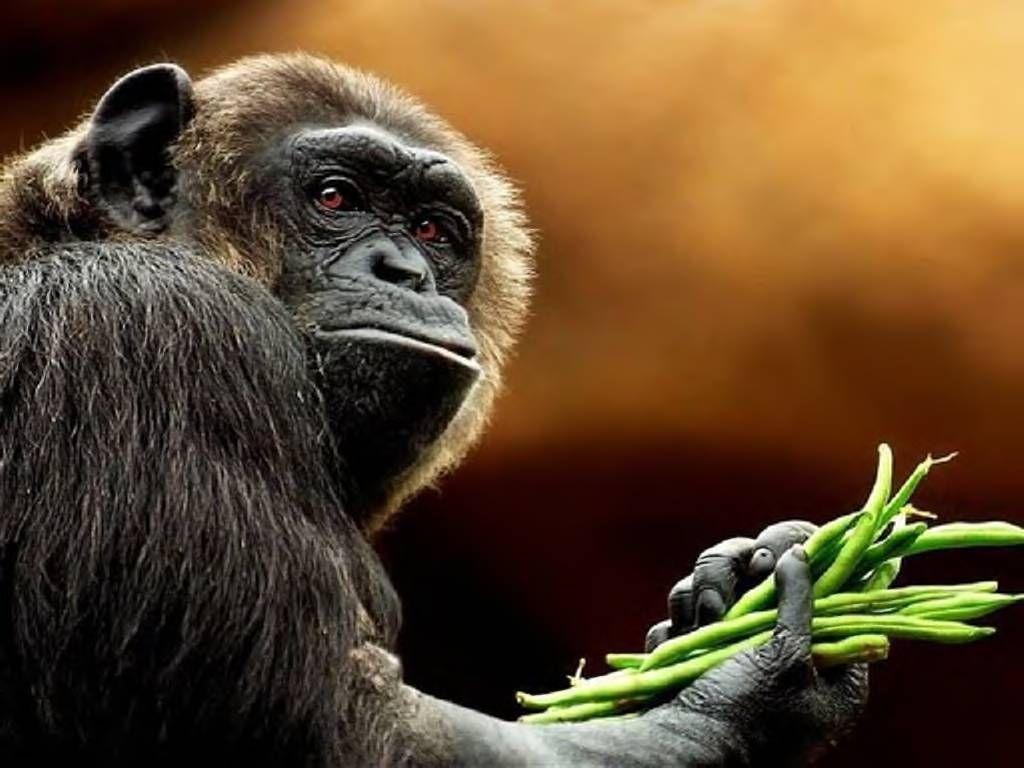 1024x768 Great Ape Wallpaper