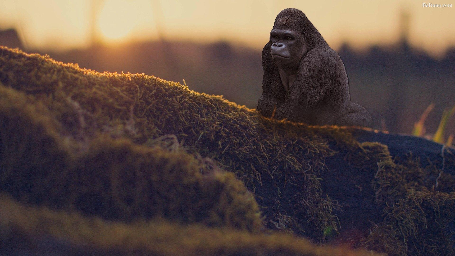 1920x1080 Great Ape Wallpaper