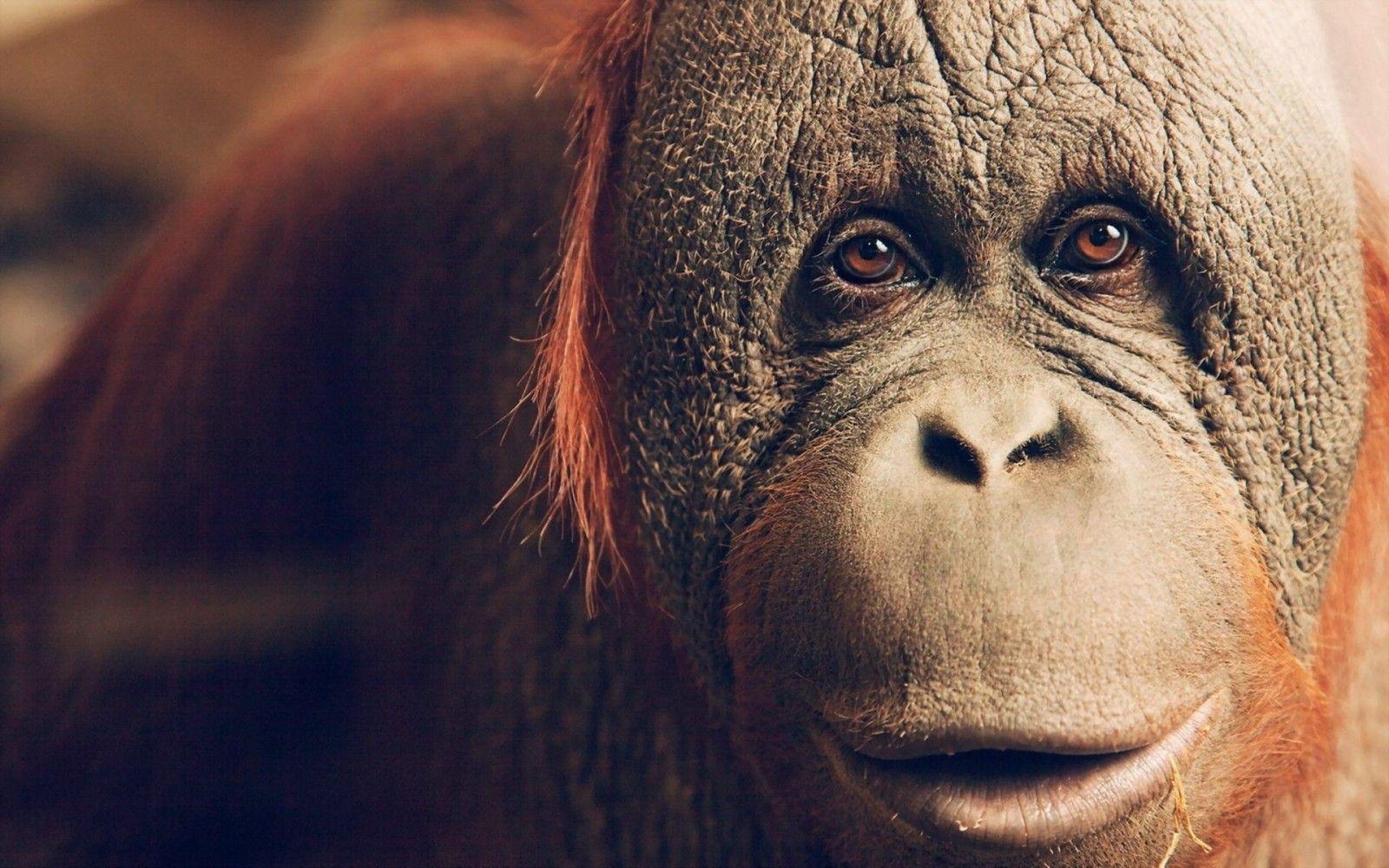 1600x1000 animals, wildlife, nose, apes, head, Orangutan, orangutans, fauna, mammal, vertebrate, close up, great ape, primate. Mocah.org HD Wallpaper