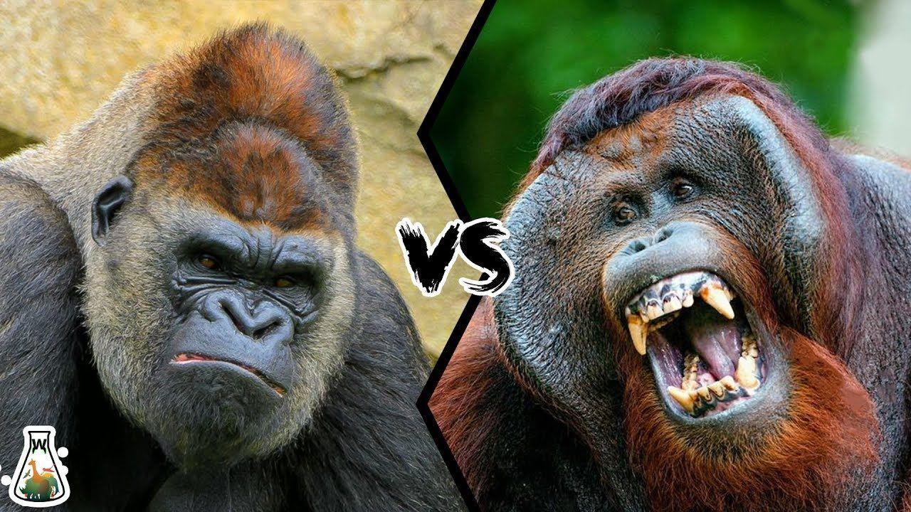 1280x720 GORILLA VS ORANGUTAN is the king of the Great Apes Family?