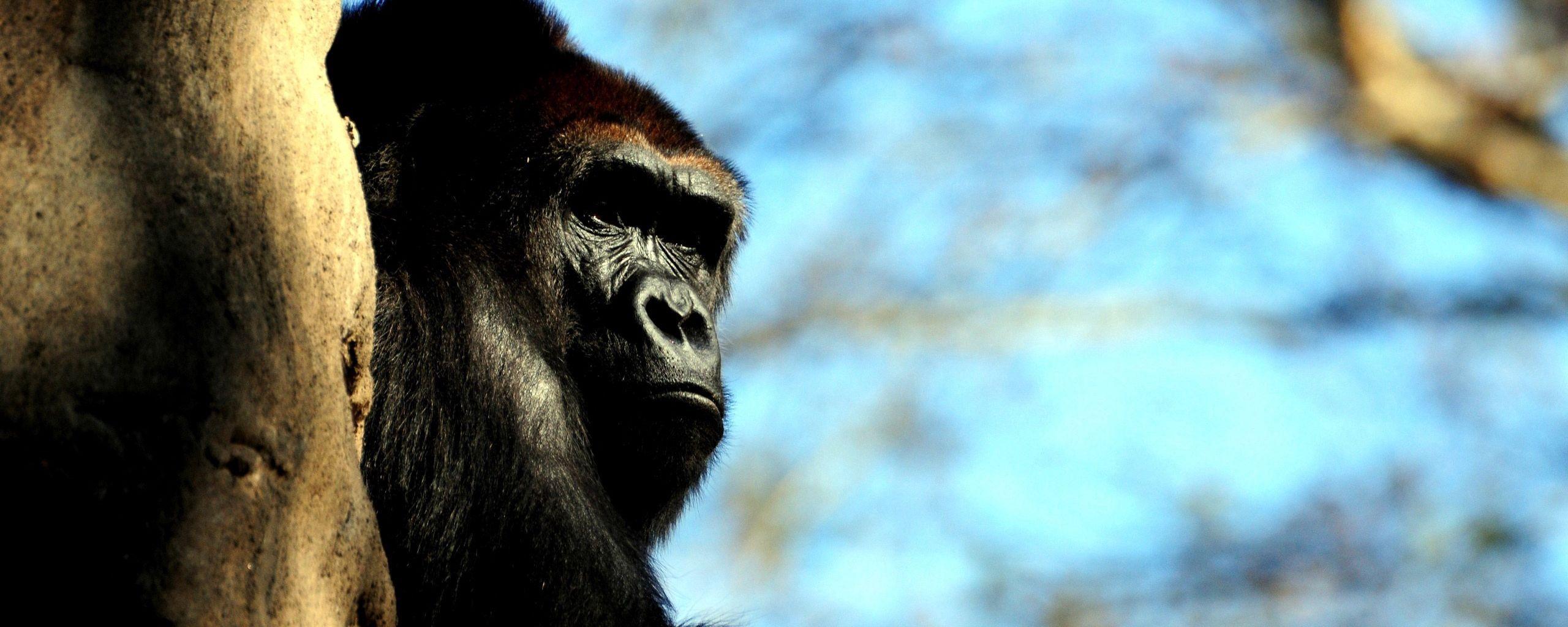 2560x1024 Download wallpaper 2560x1024 gorilla, wood, hide, monkey, huge ultrawide monitor HD background