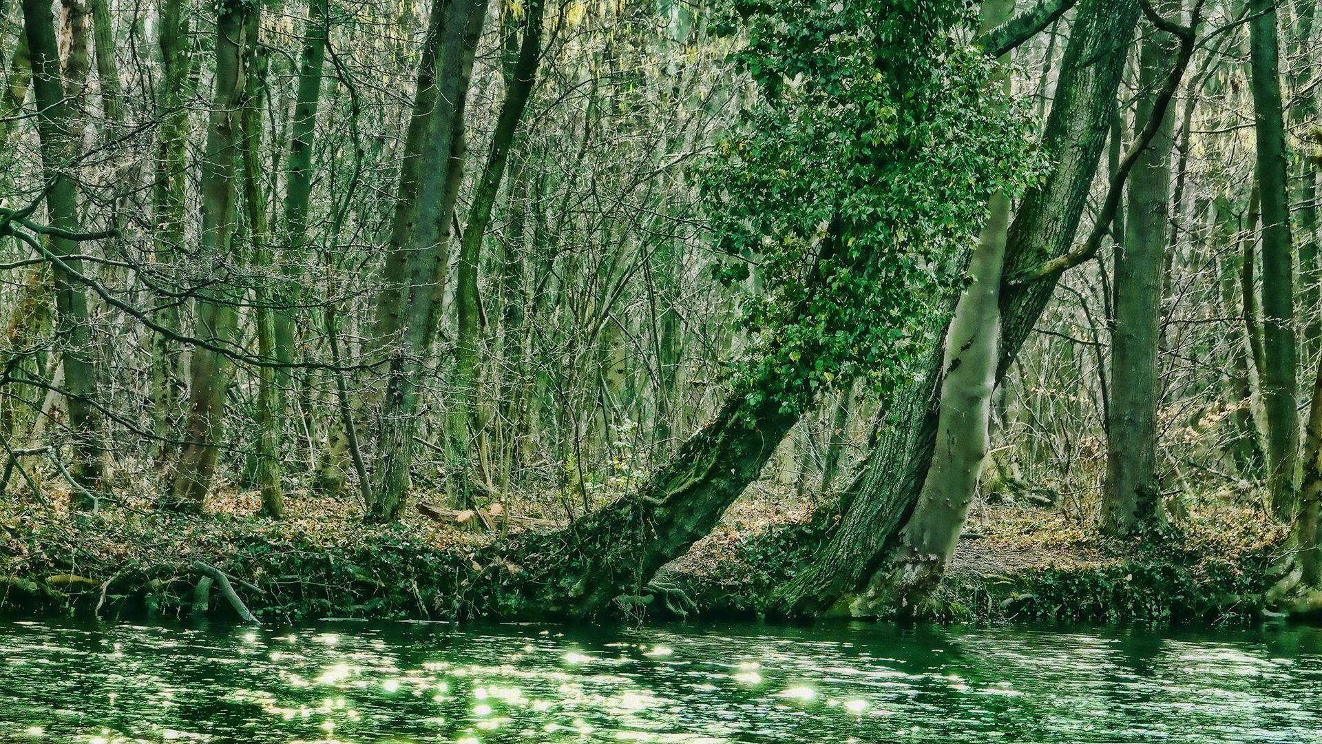 1920x1080 Swamp Man Chromebook Wallpaper