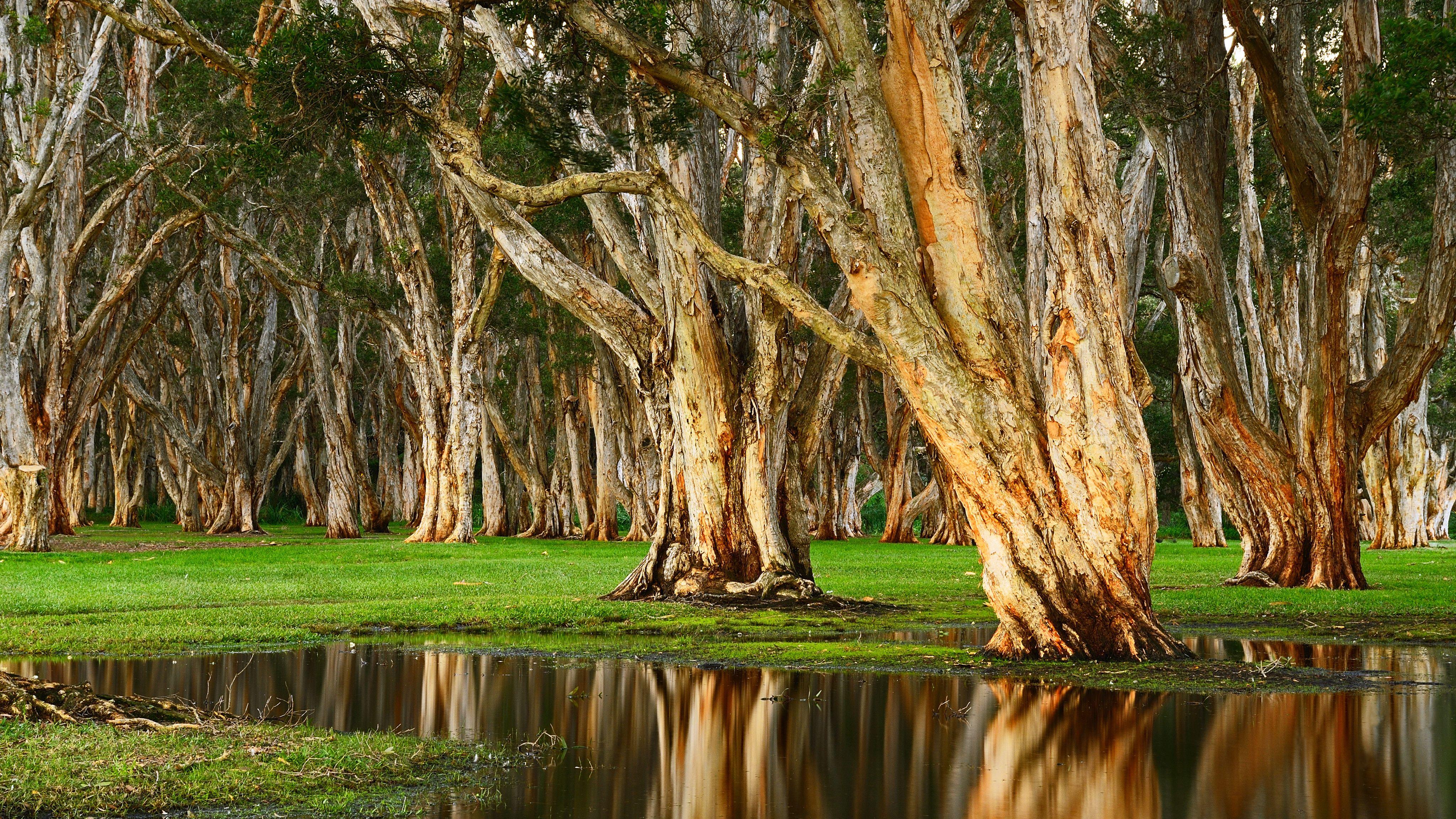 4096x2304 #landscape, #swamp, #forest, wallpaper. Mocah.org HD Desktop Wallpaper