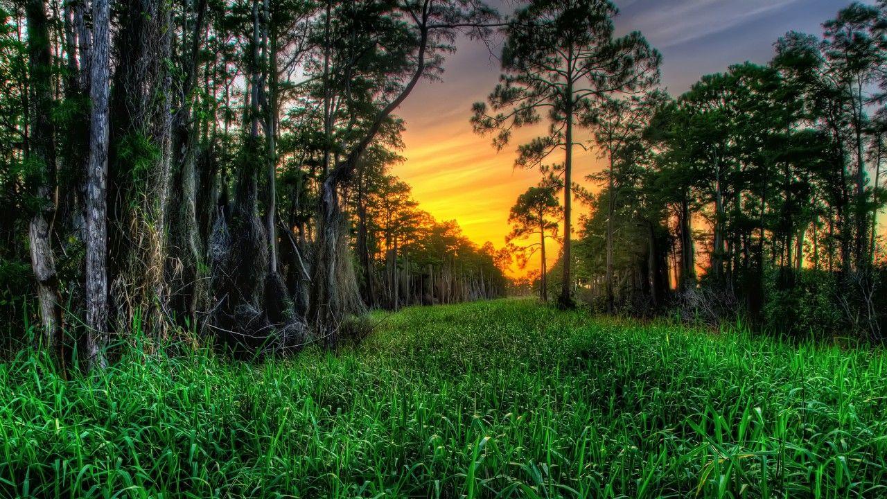 1280x720 Cypress Forest WetLands Sunset wallpaper. Cypress Forest WetLands Sunset