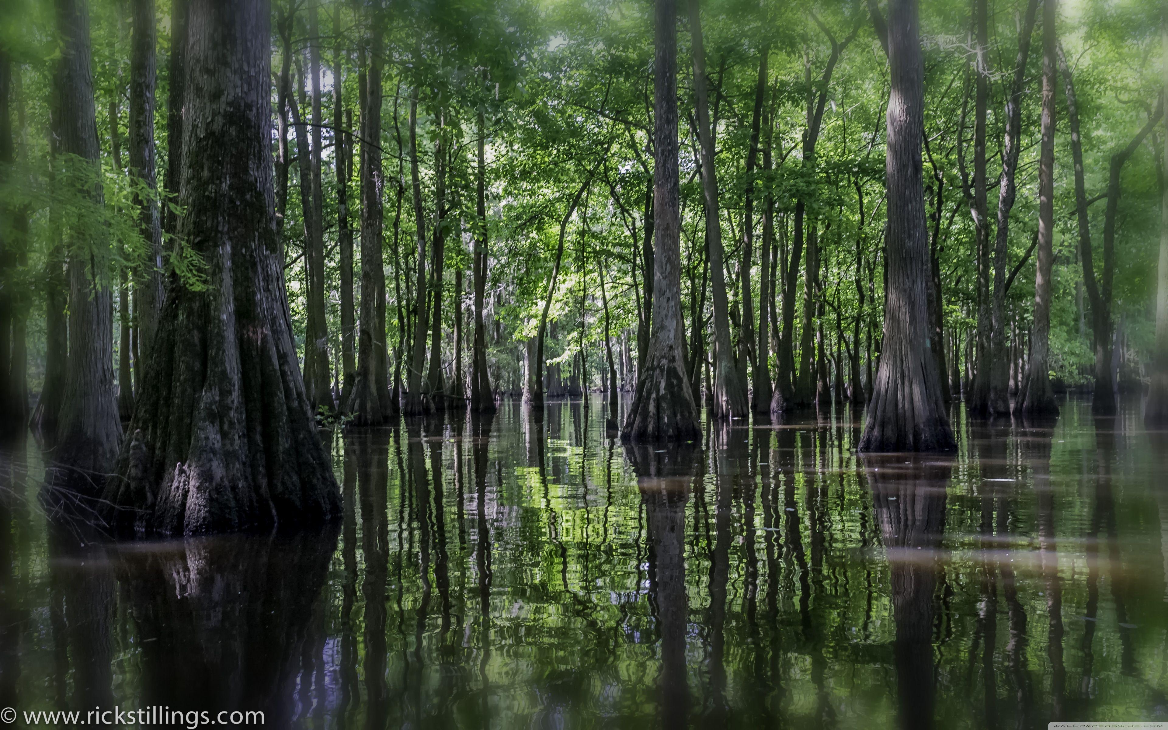 3840x2400 Swamp Ultra HD Desktop Background Wallpaper for 4K UHD TV : Tablet