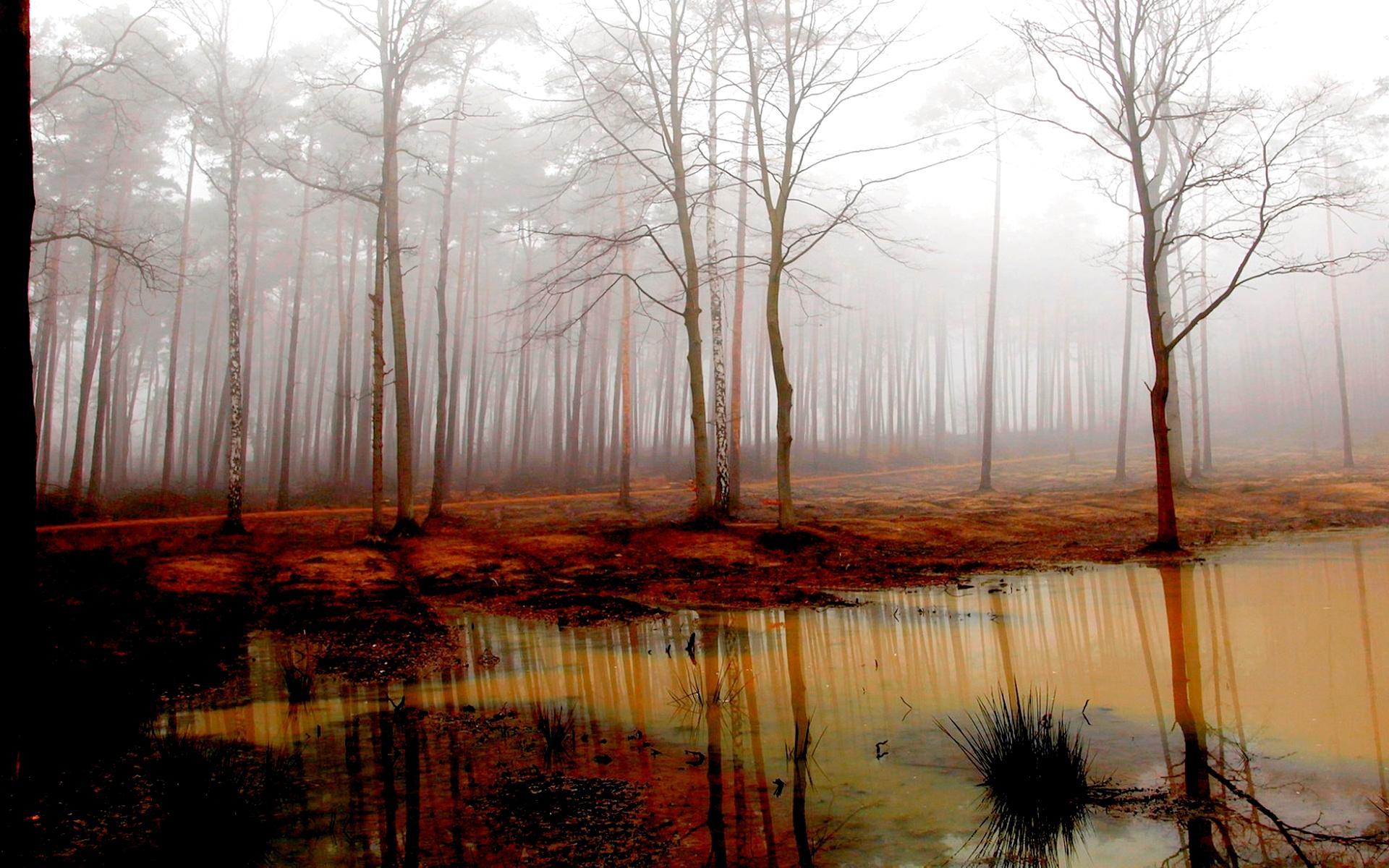 1920x1200 Swamp Wallpaper