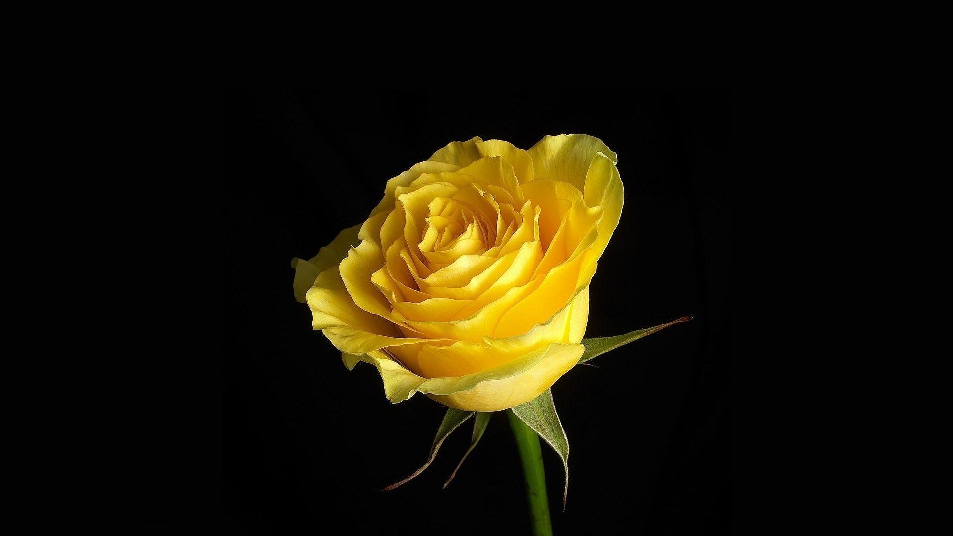 1920x1080 Yellow Rose. Yellow roses, Yellow rose flower, Rose flower wallpaper