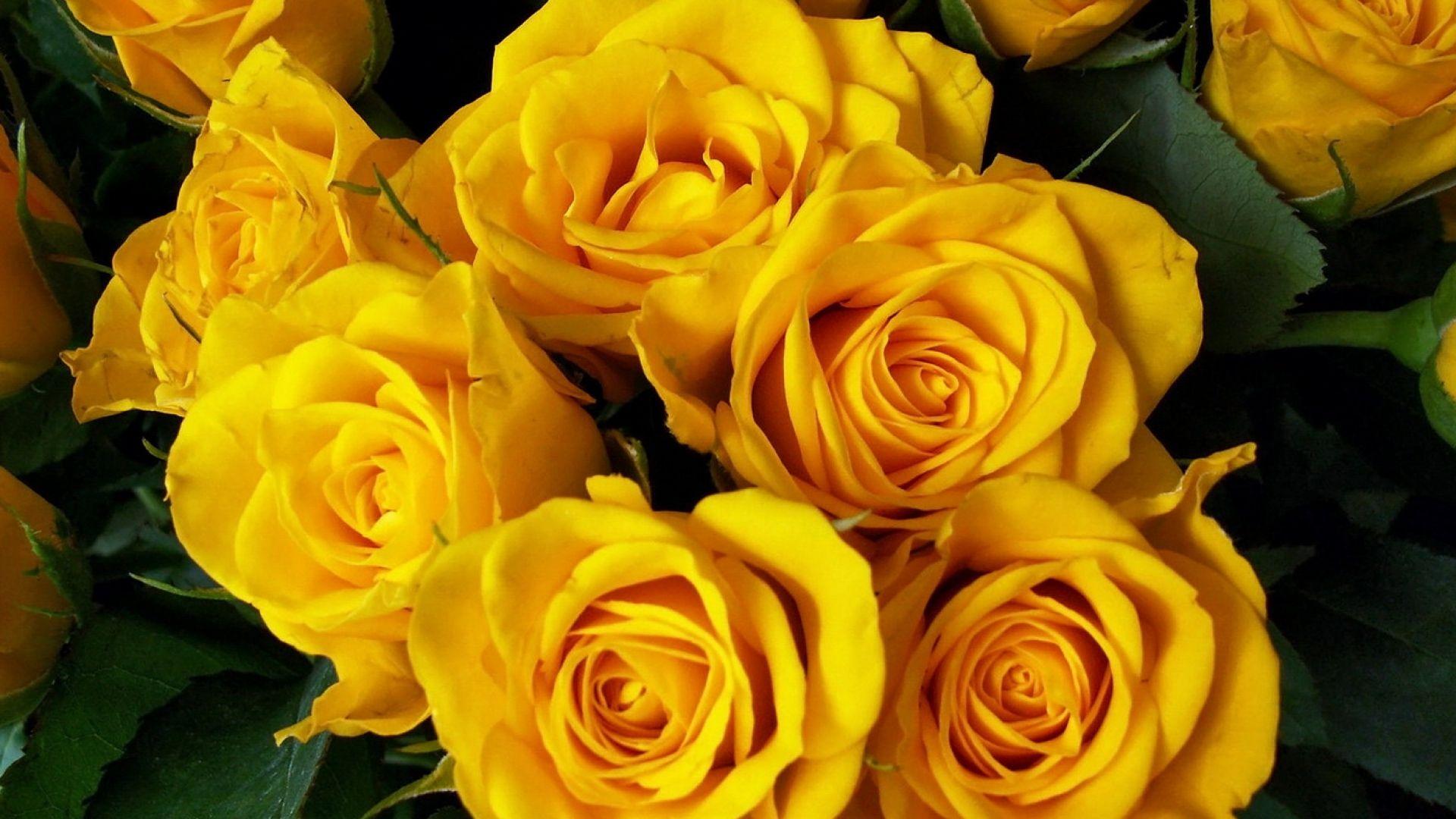1920X1080 Yellow Flowers Wallpapers - Top Free 1920X1080 Yellow Flowers
