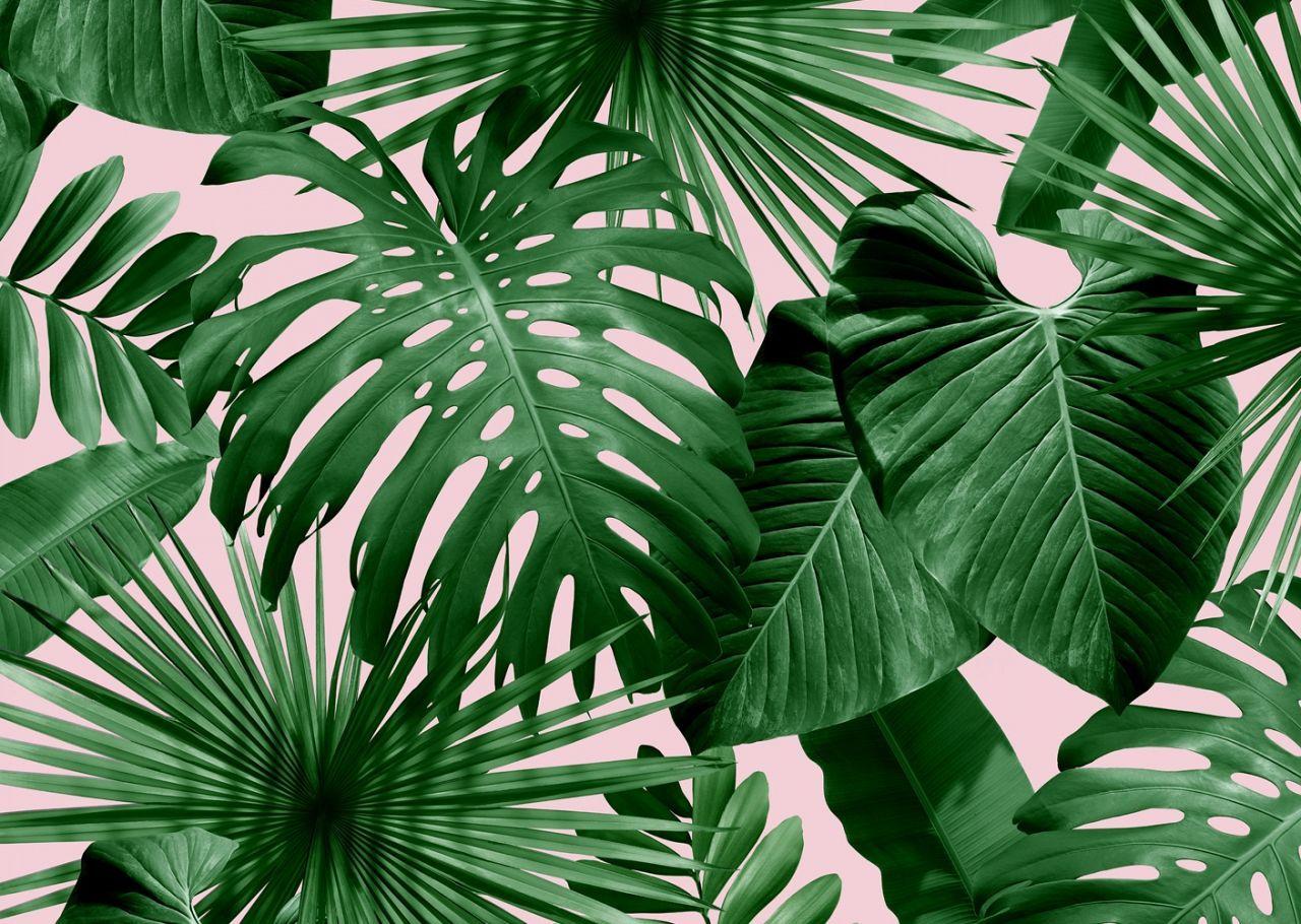 Aesthetic Palm Leaves Wallpapers - Top Hình Ảnh Đẹp