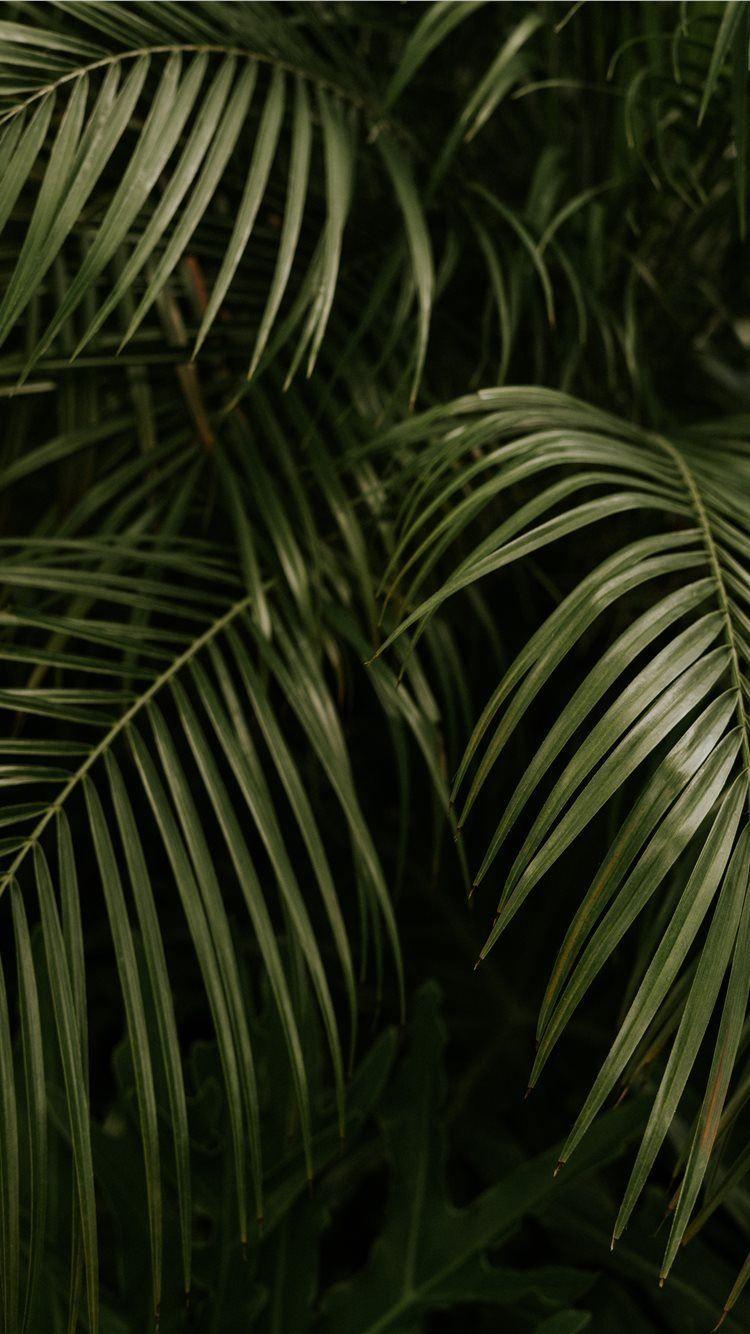 Aesthetic Palm Leaves Wallpapers - Top Free Aesthetic Palm Leaves