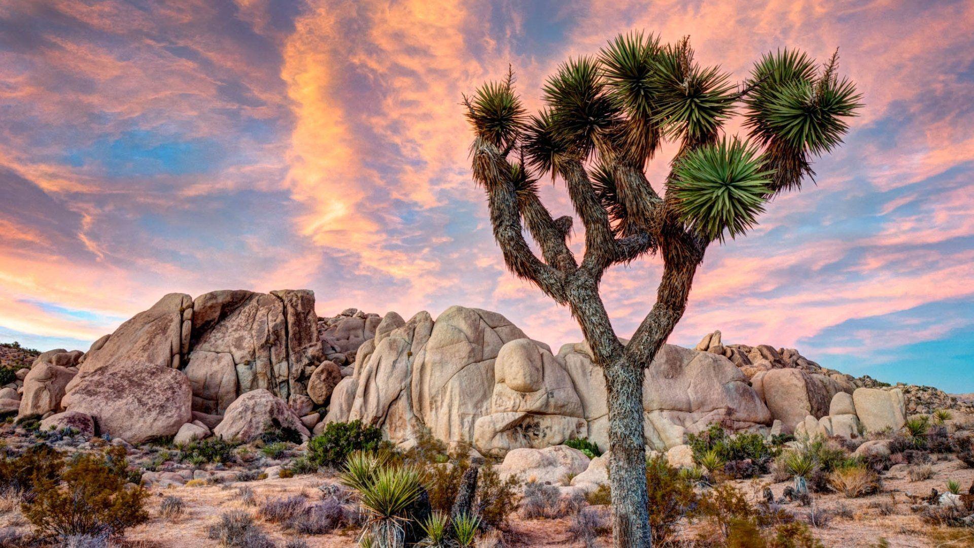 1920x1080 Joshua Tree National Park Wallpaper