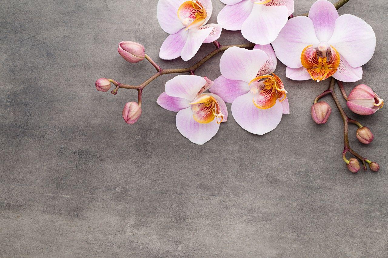 1280x853 Desktop Wallpaper Orchid Flowers