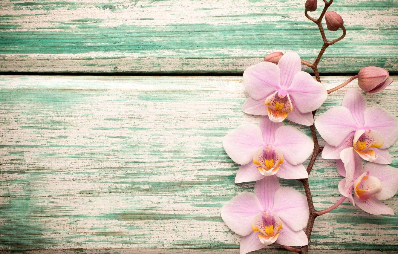 1332x850 Wallpaper wood, Orchid, pink, flowers, orchid image for desktop, section цветы