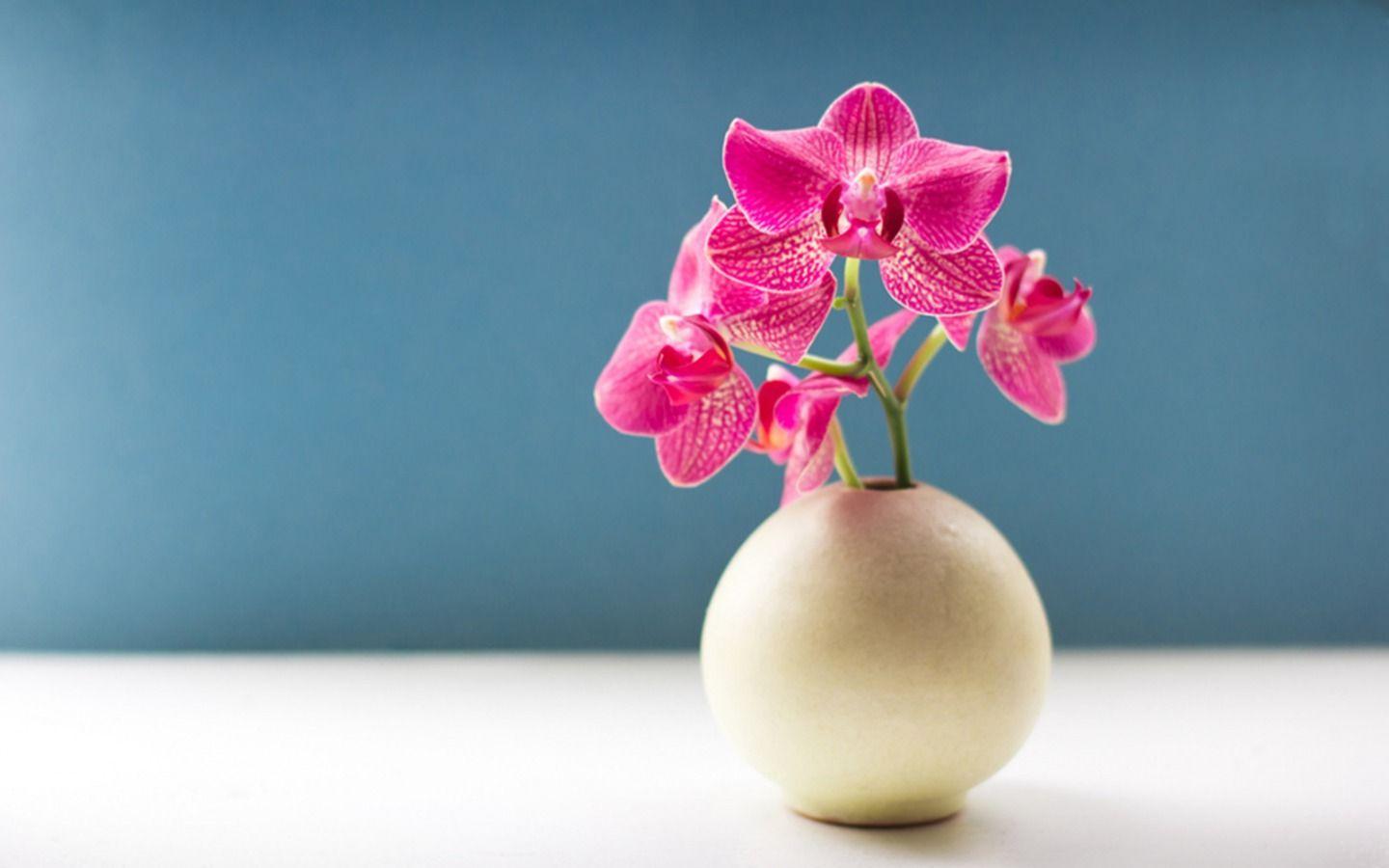 1440x900 Orchid Background. Orchid Flowers Wallpaper, Orchid Wallpaper and Orchid Background