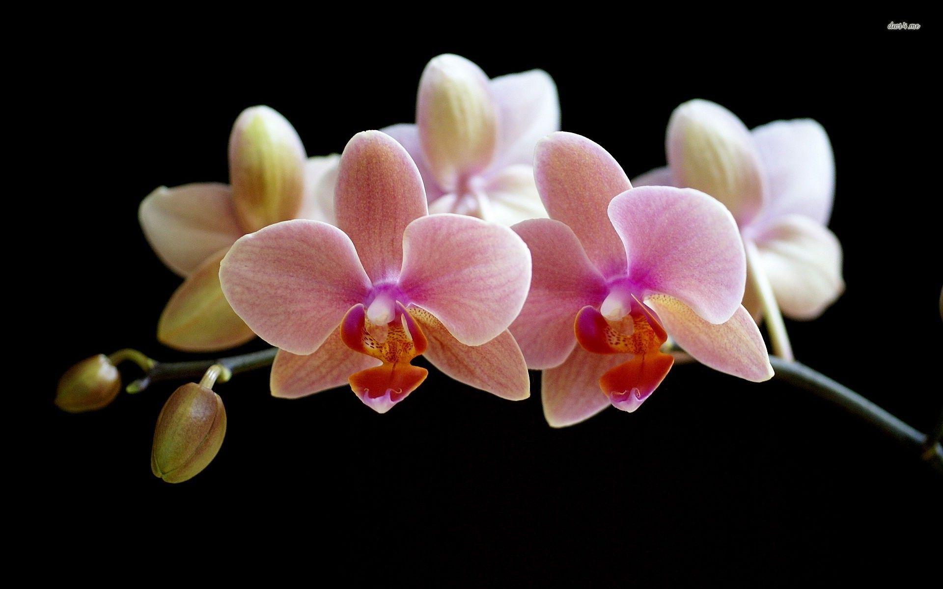 1920x1200 Free download Orchid wallpaper Flower wallpaper in high quality wallpaper desktop [1920x1200] for your Desktop, Mobile & Tablet. Explore Orchid Desktop Wallpaper. Purple Orchid Wallpaper, Blue Orchid Wallpaper, Beautiful Orchids Wallpaper