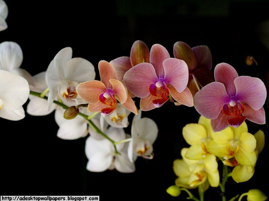 1024x768 Orchid Flower Desktop Wallpaper