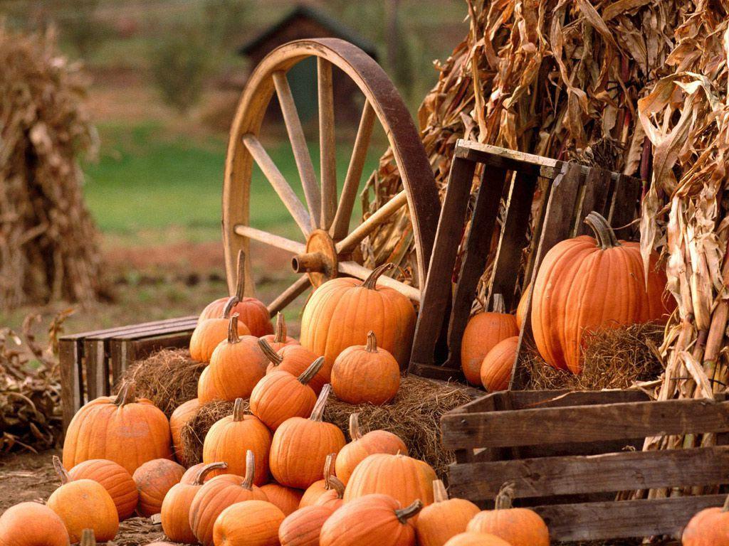 1024x768 Pumpkins Wallpaper For Desktop