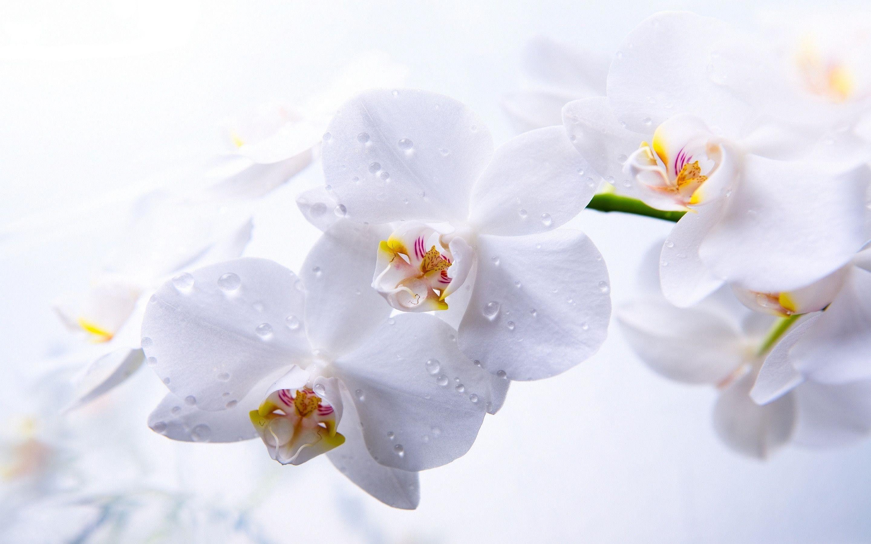 2880x1800 Orchid Wallpaper
